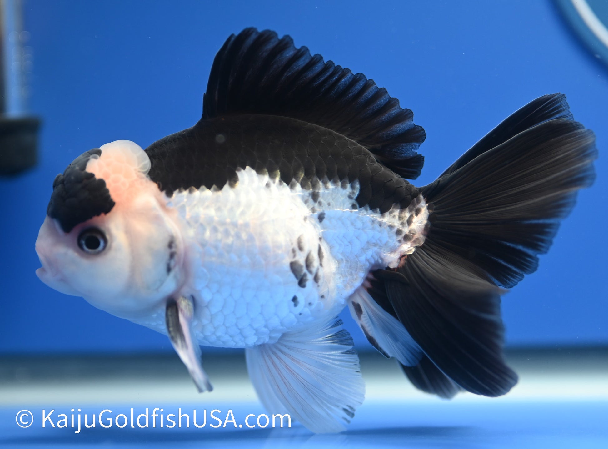 Panda Oranda 4.5-5 inches (010524_OR11) - Kaiju Goldfish USA