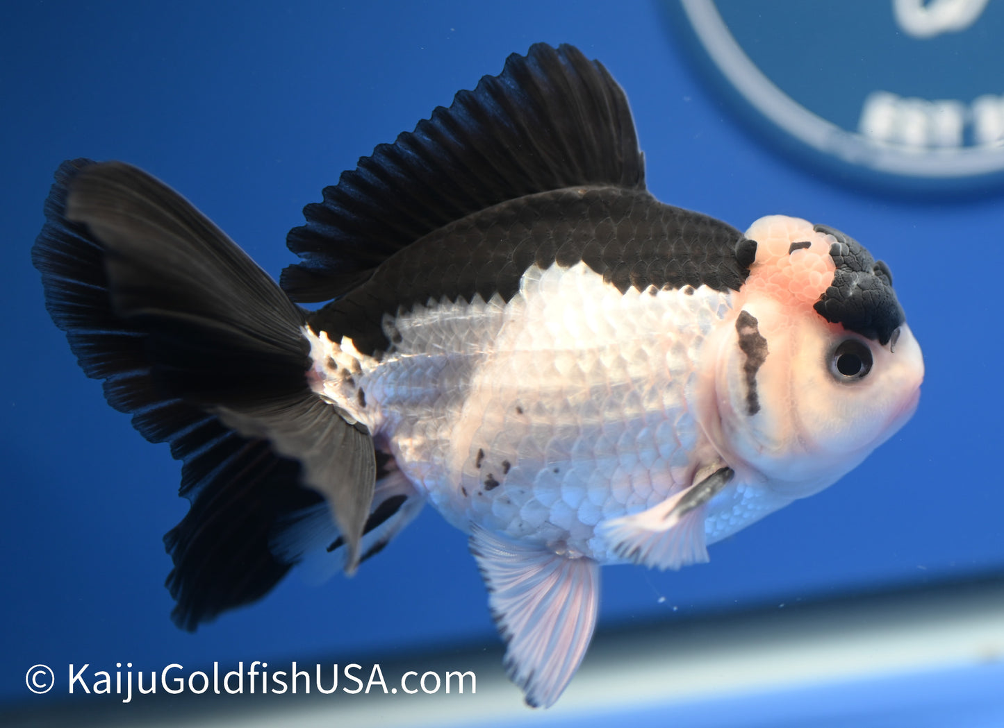 Panda Oranda 4.5-5 inches (010524_OR11) - Kaiju Goldfish USA