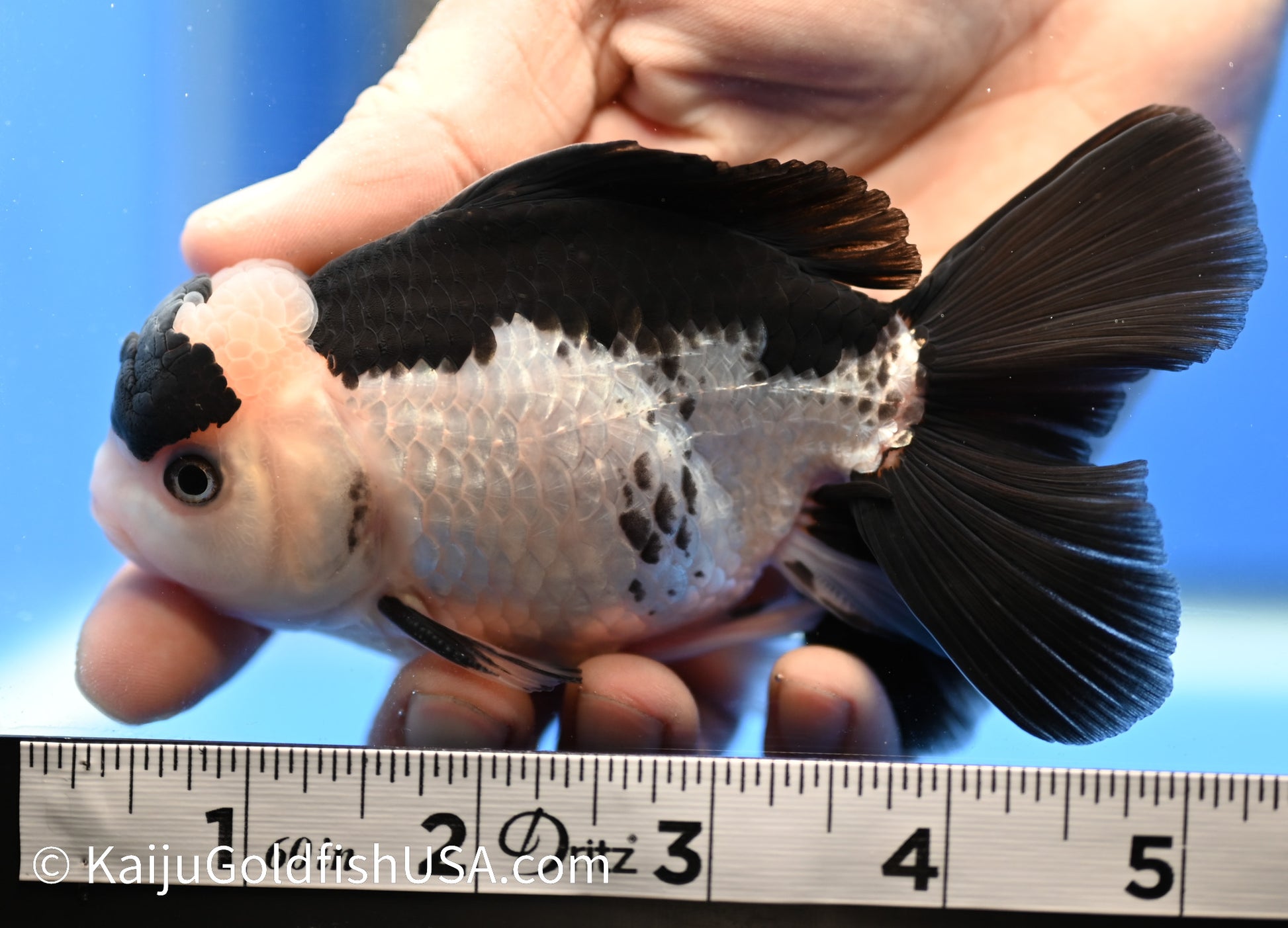 Panda Oranda 4.5-5 inches (010524_OR11) - Kaiju Goldfish USA