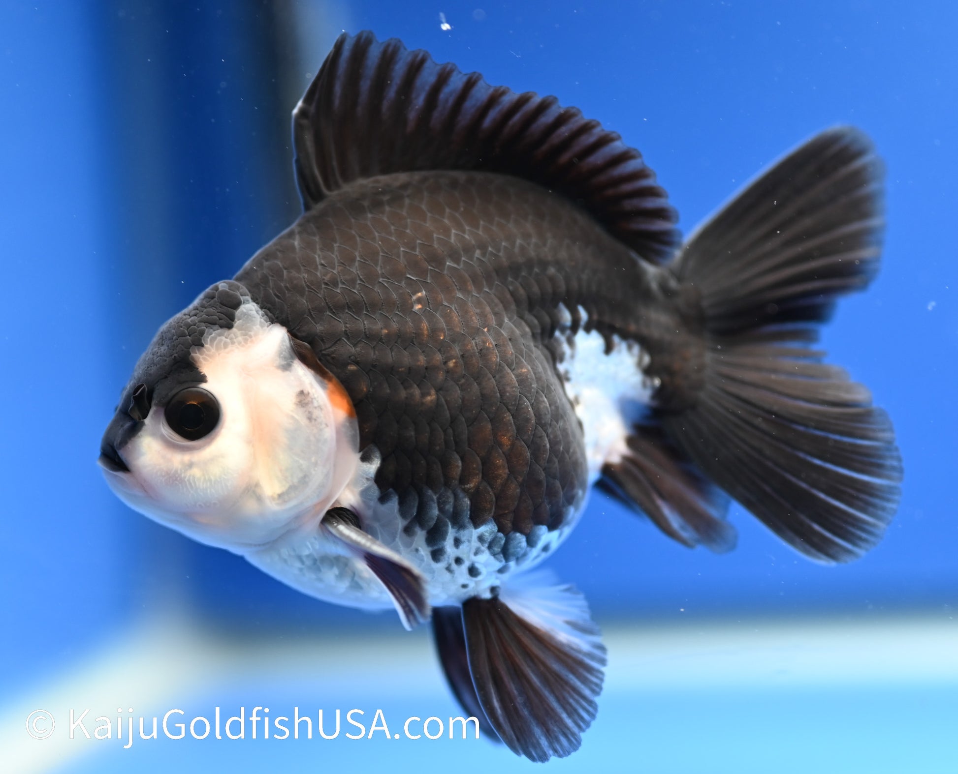 Panda Oranda | Black Panda Oranda | Kaiju Goldfish USA