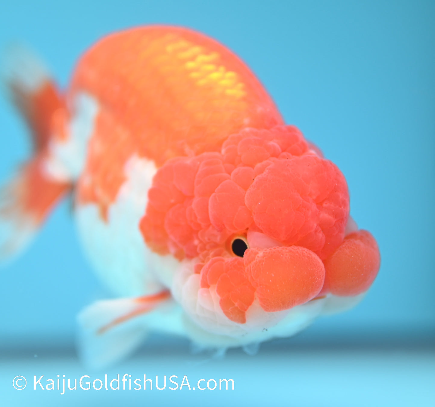 Jumbo Red White Buffalo Ranchu 5-5.5 inches (010524_RC04) - Kaiju Goldfish USA