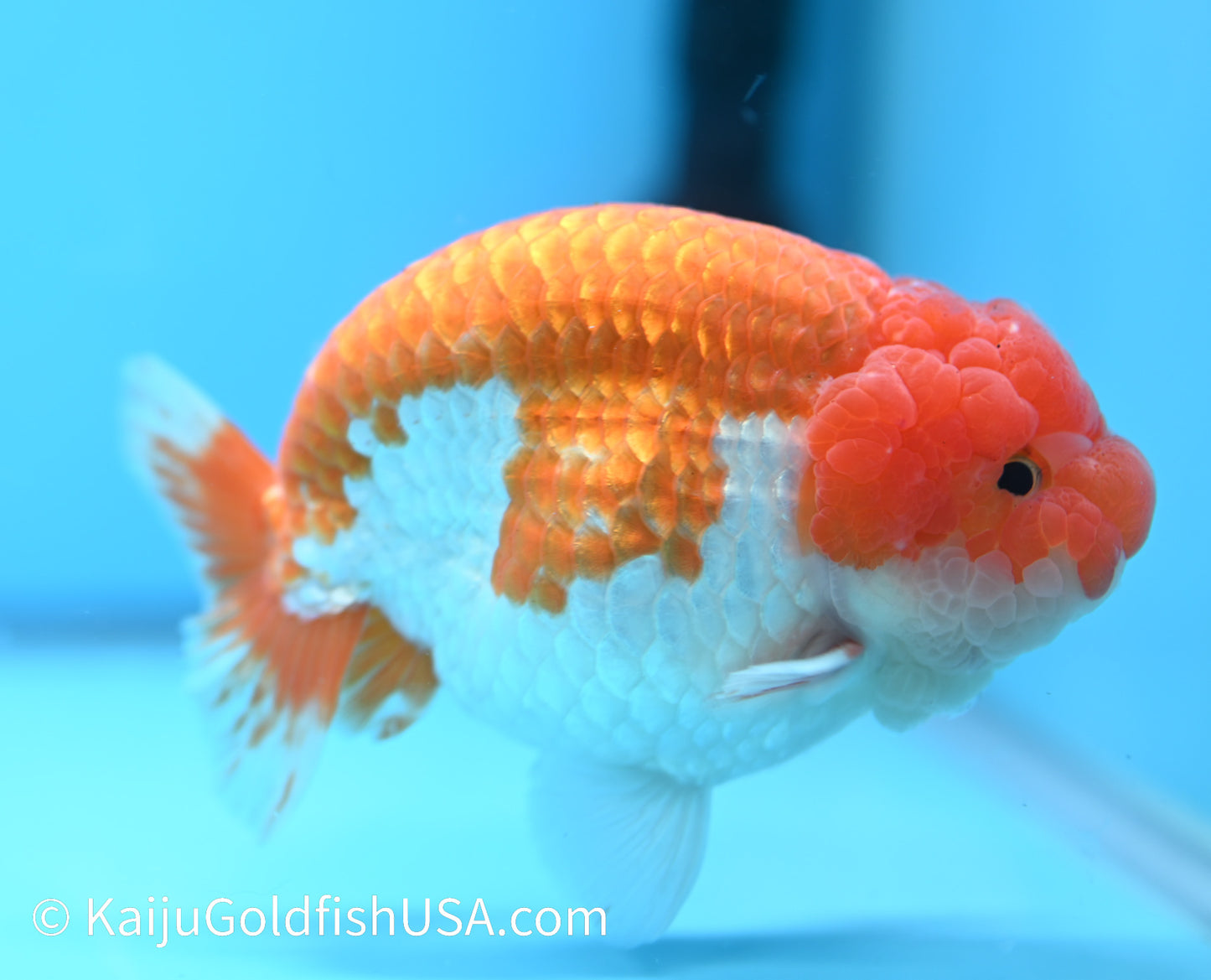 Jumbo Red White Buffalo Ranchu 5-5.5 inches (010524_RC04) - Kaiju Goldfish USA