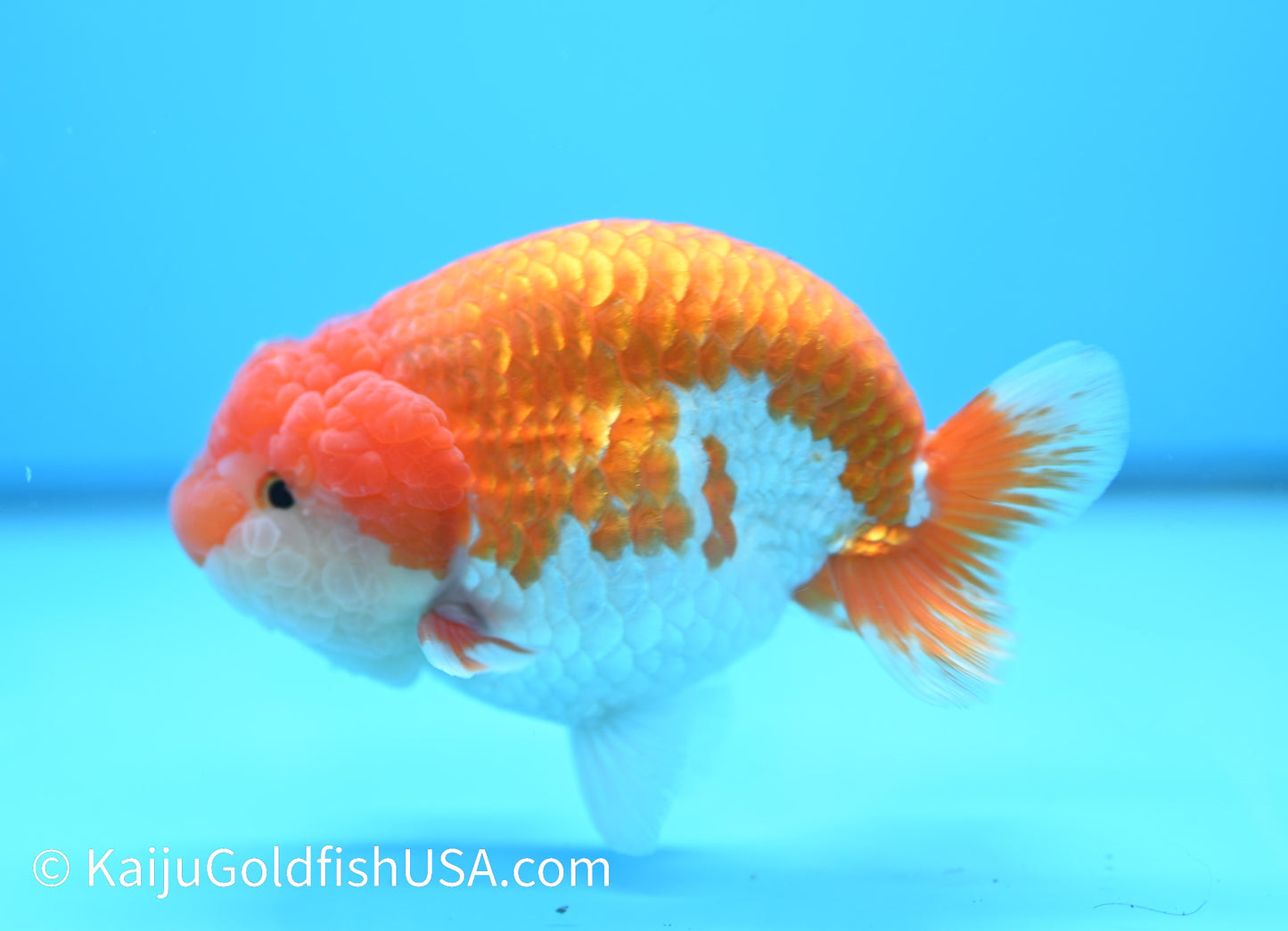 Jumbo Red White Buffalo Ranchu 5-5.5 inches (010524_RC04) - Kaiju Goldfish USA