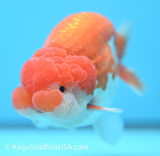 Jumbo Red White Buffalo Ranchu 5-5.5 inches (010524_RC04) - Kaiju Goldfish USA