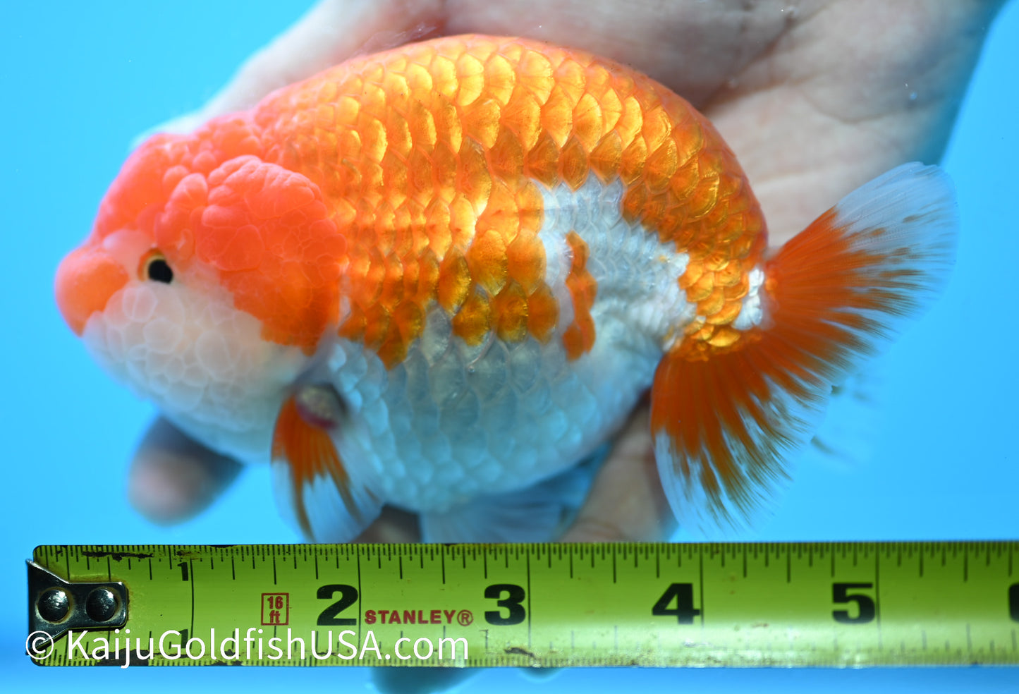 Jumbo Red White Buffalo Ranchu 5-5.5 inches (010524_RC04) - Kaiju Goldfish USA