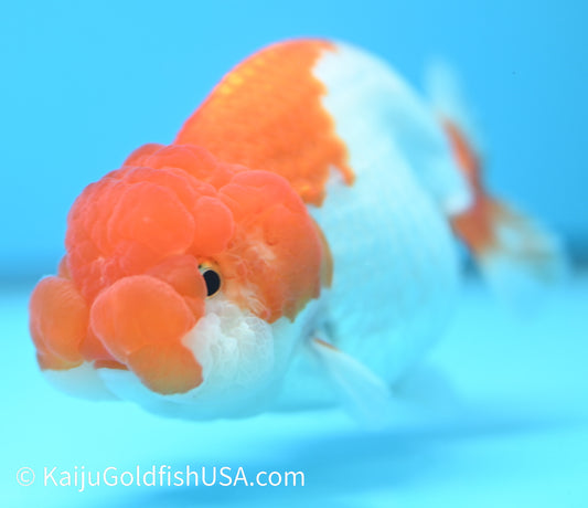 Red White Buffalo Ranchu 4.5-5  inches (010524_RC05) - Kaiju Goldfish USA