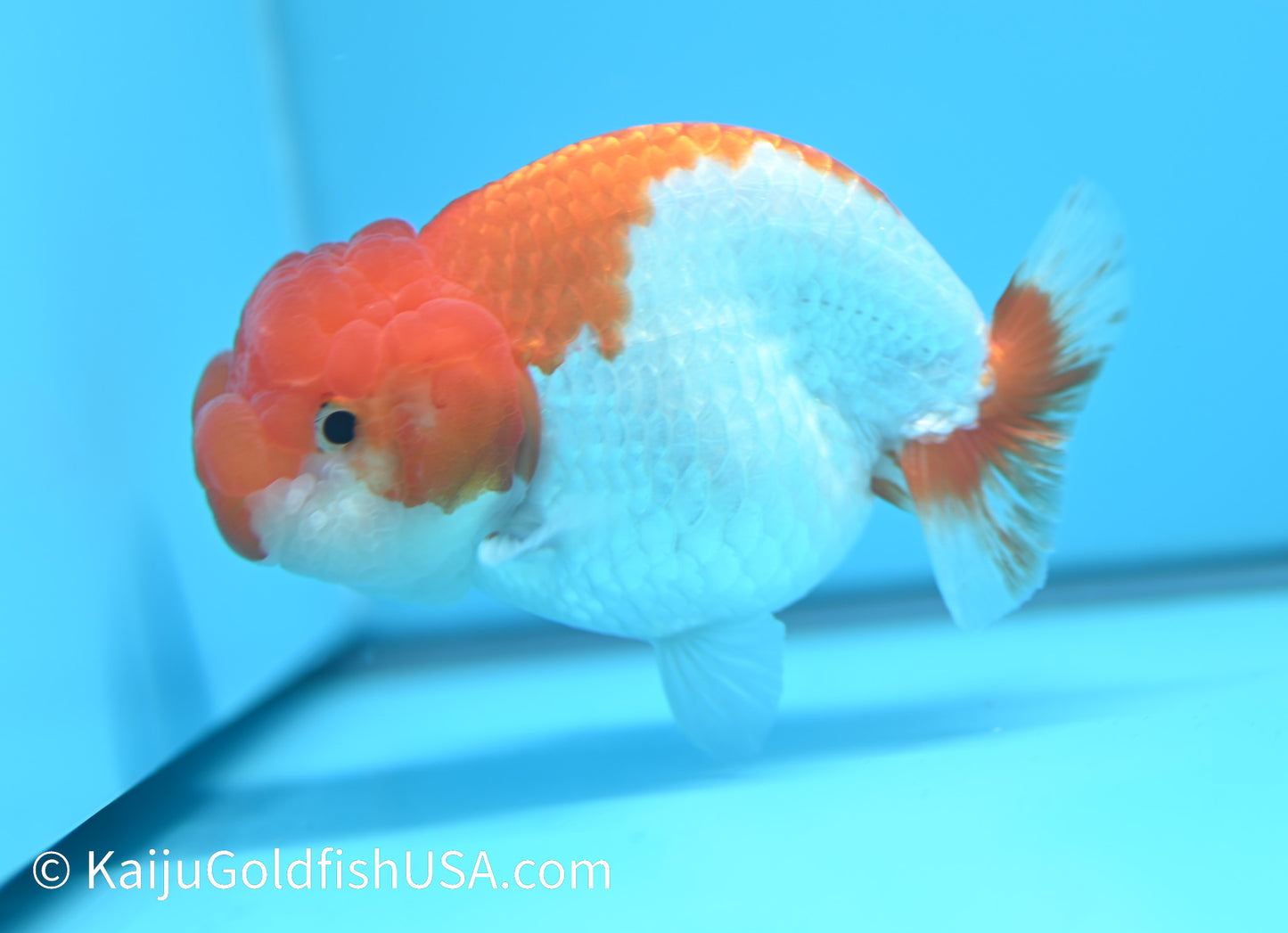 Red White Buffalo Ranchu 4.5-5  inches (010524_RC05) - Kaiju Goldfish USA