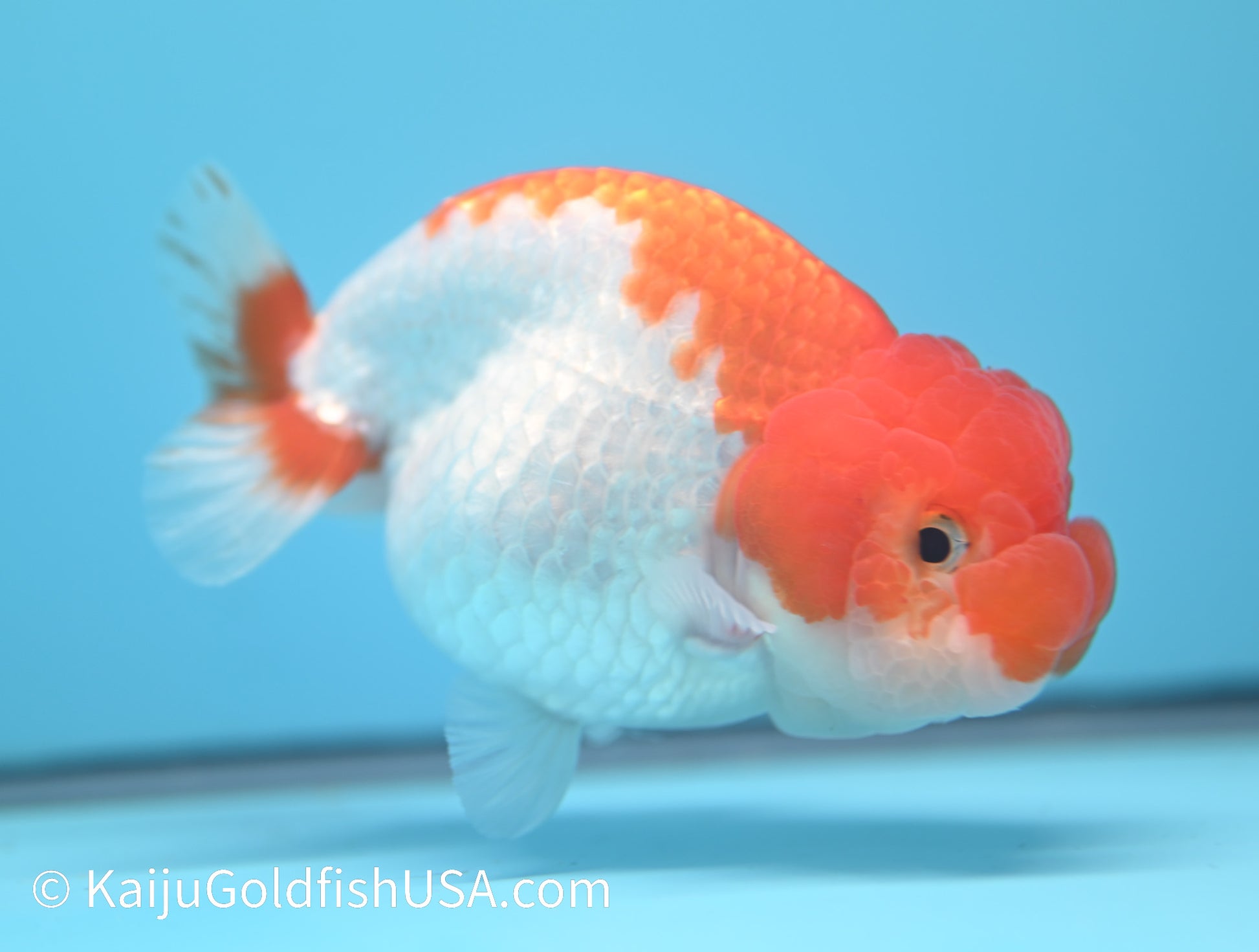 Red White Buffalo Ranchu 4.5-5  inches (010524_RC05) - Kaiju Goldfish USA