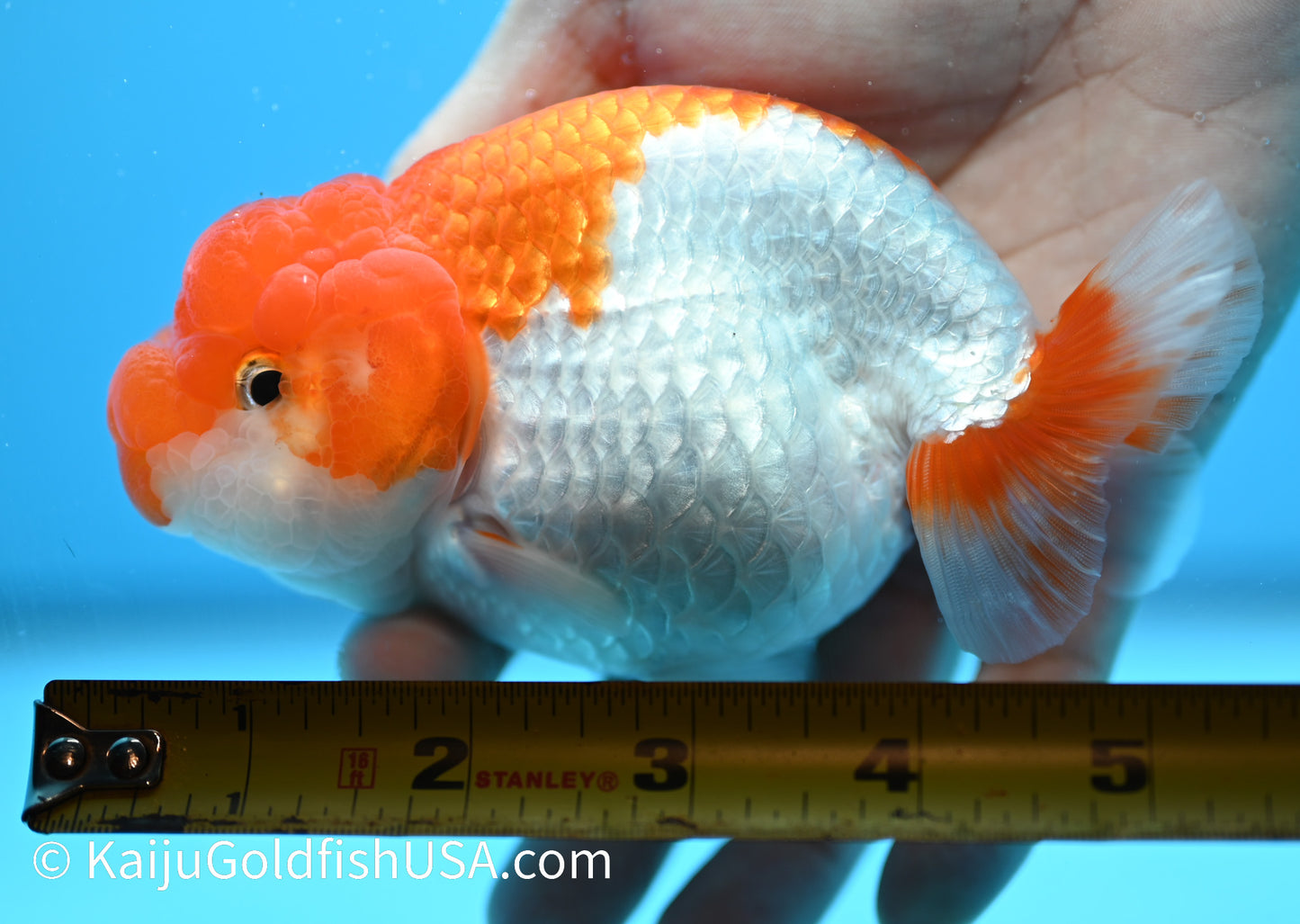 Red White Buffalo Ranchu 4.5-5  inches (010524_RC05) - Kaiju Goldfish USA