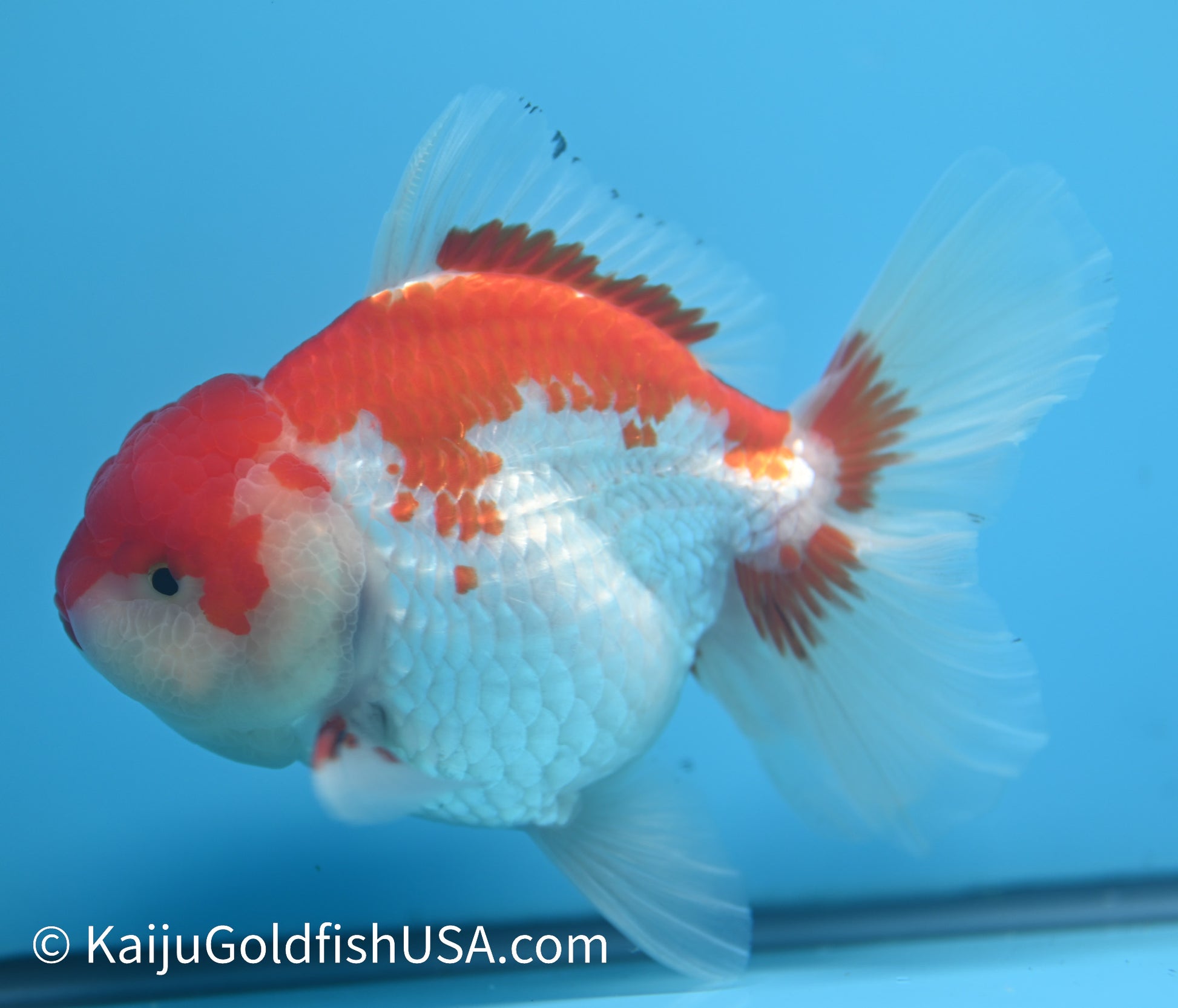 Jumbo Rose Tail Red White Oranda 4.5-5 inches (010524_OR13) - Kaiju Goldfish USA