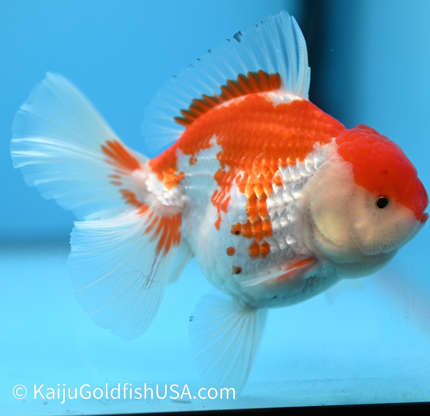 Jumbo Rose Tail Red White Oranda 4.5-5 inches (010524_OR13) - Kaiju Goldfish USA