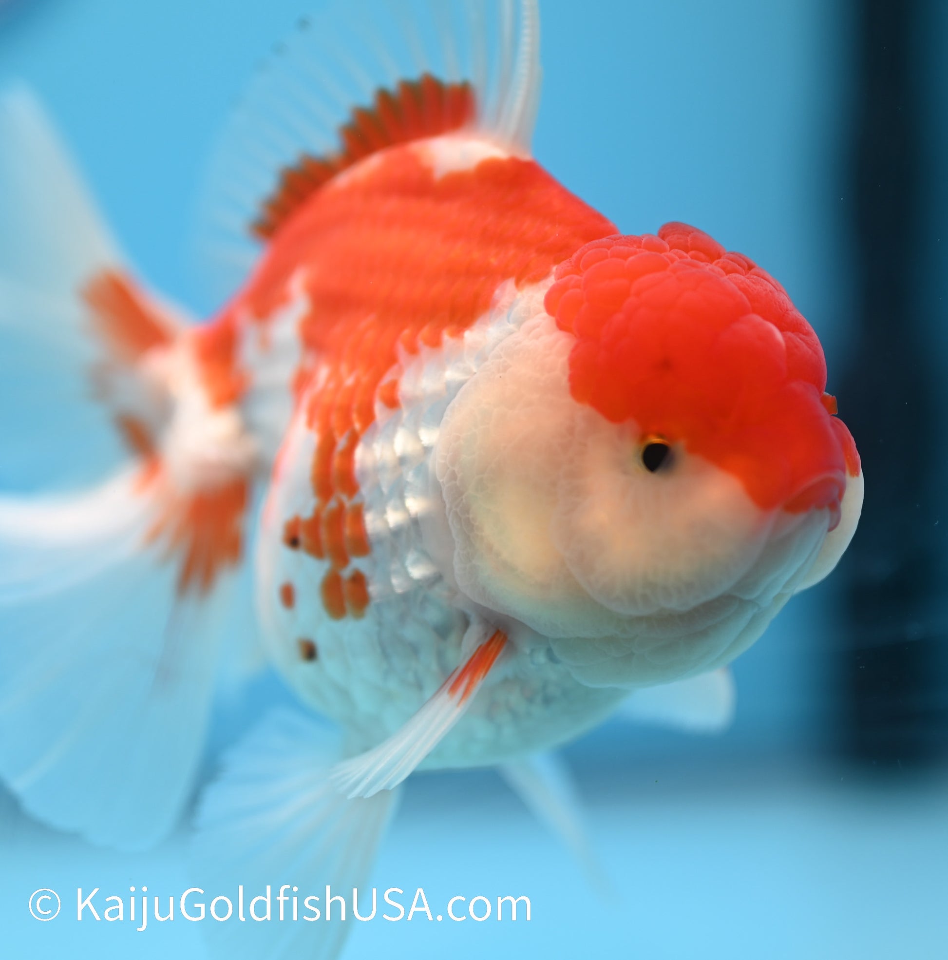 Jumbo Rose Tail Red White Oranda 4.5-5 inches (010524_OR13) - Kaiju Goldfish USA