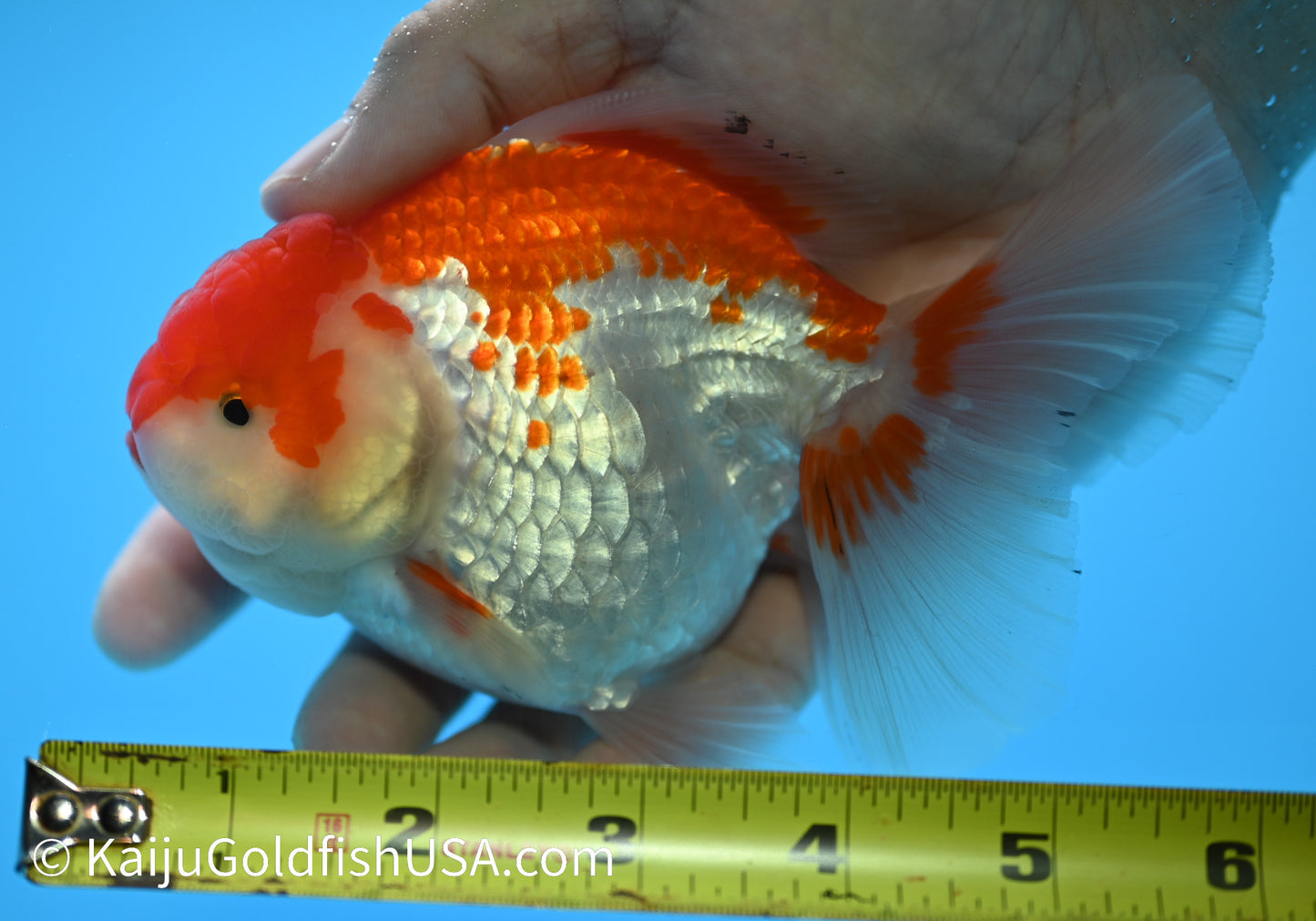 Jumbo Rose Tail Red White Oranda 4.5-5 inches (010524_OR13) - Kaiju Goldfish USA