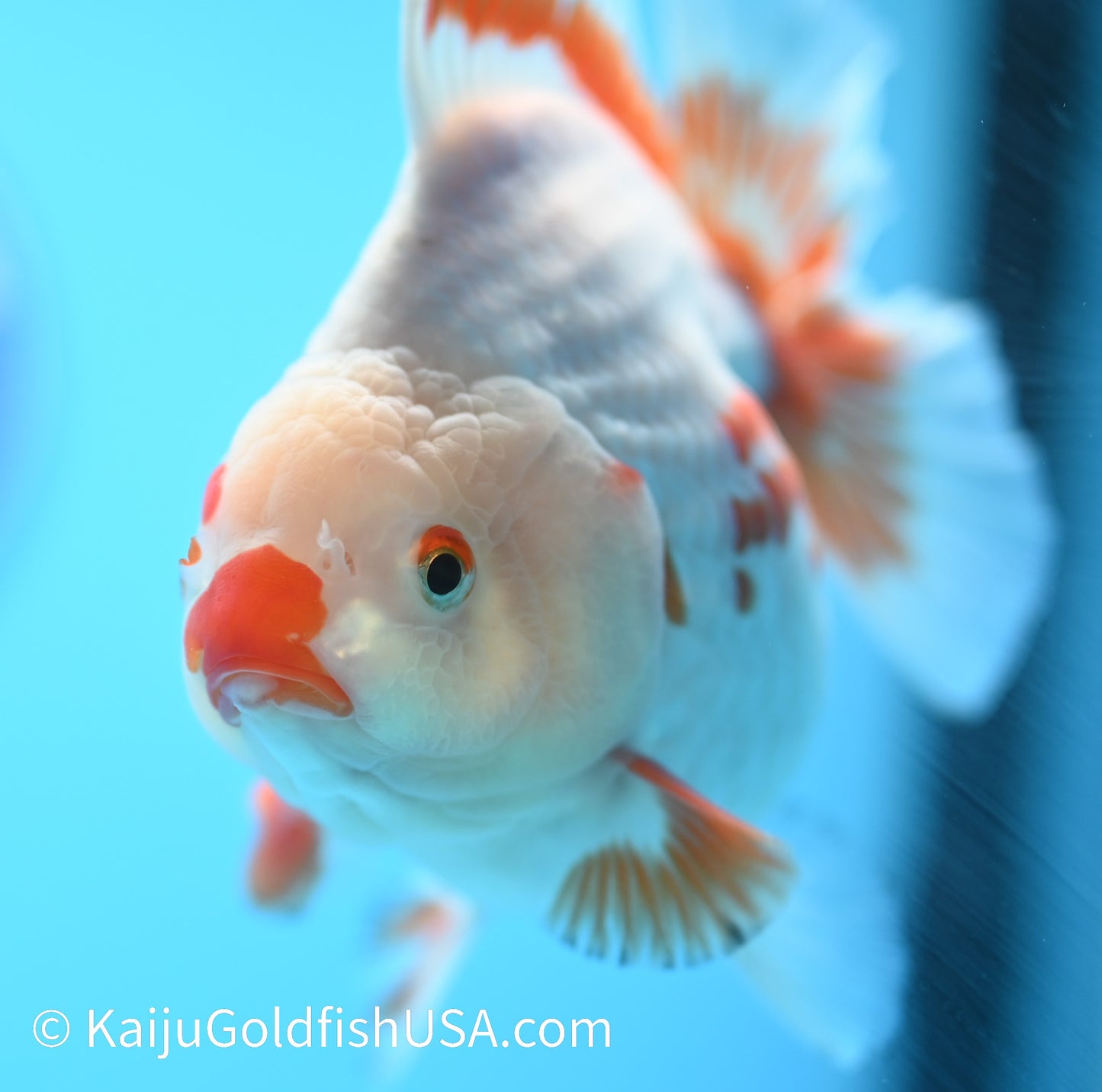 Jumbo Godzilla Red White Oranda 5-5.5 inches (010524_OR05) - Kaiju Goldfish USA