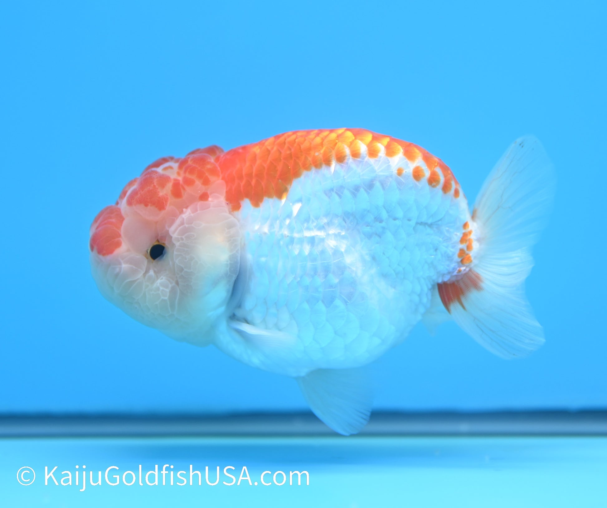 Red White Buffalo Ranchu 4.5-5 inches (240119_RC01) - Kaiju Goldfish USA