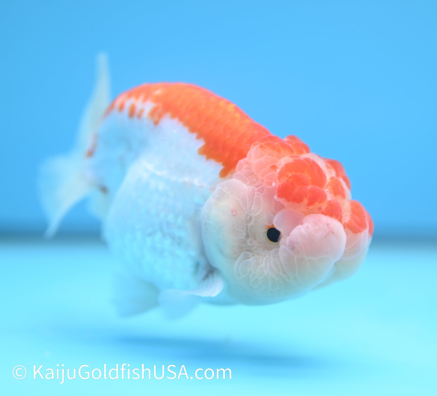 Red White Buffalo Ranchu 4.5-5 inches (240119_RC01) - Kaiju Goldfish USA