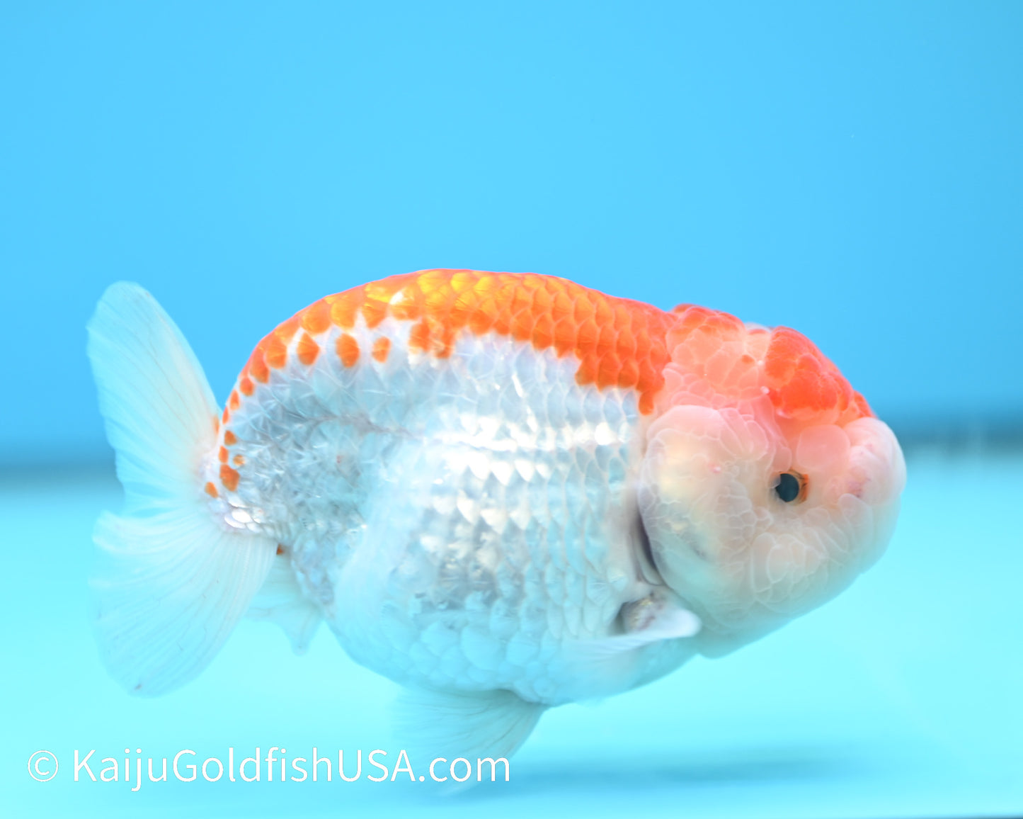 Red White Buffalo Ranchu 4.5-5 inches (240119_RC01) - Kaiju Goldfish USA