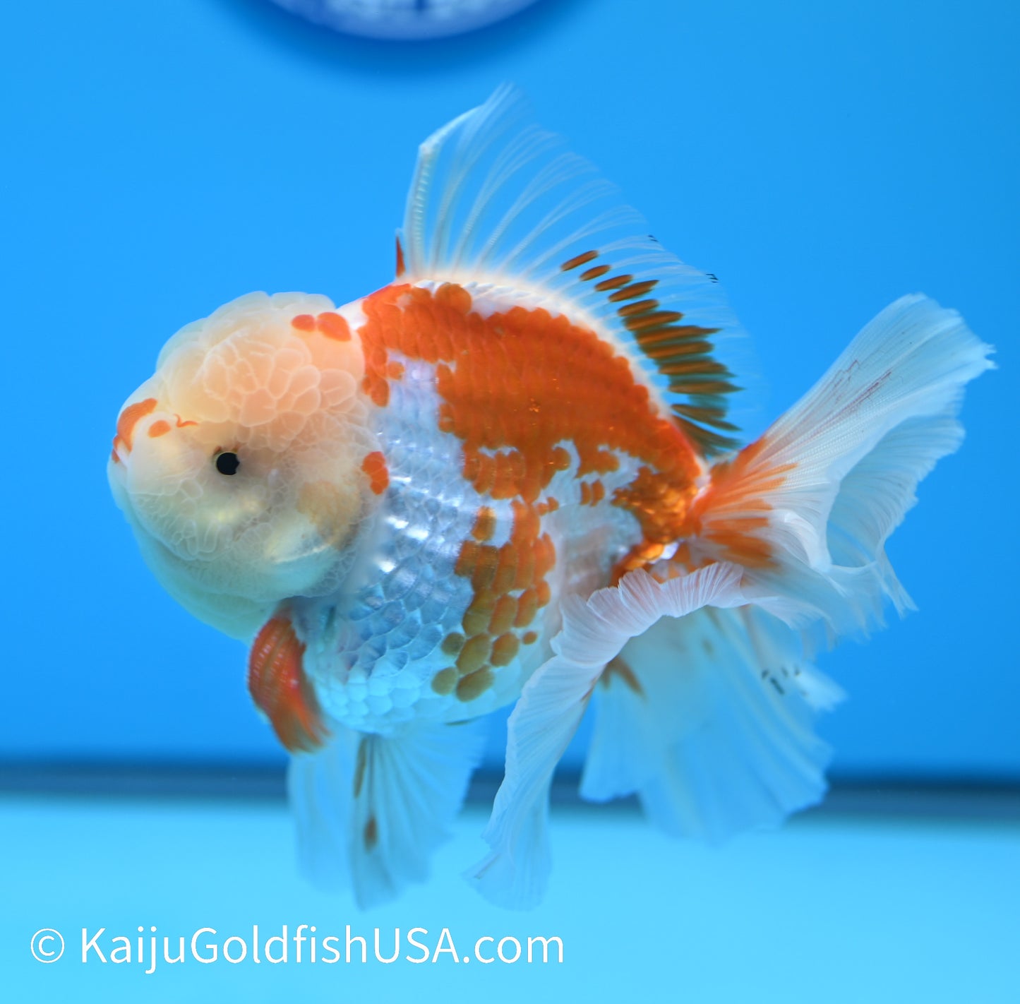 Jumbo Rose Tail Red White Oranda 5-5.5 inches (240119_OR01) - Kaiju Goldfish USA