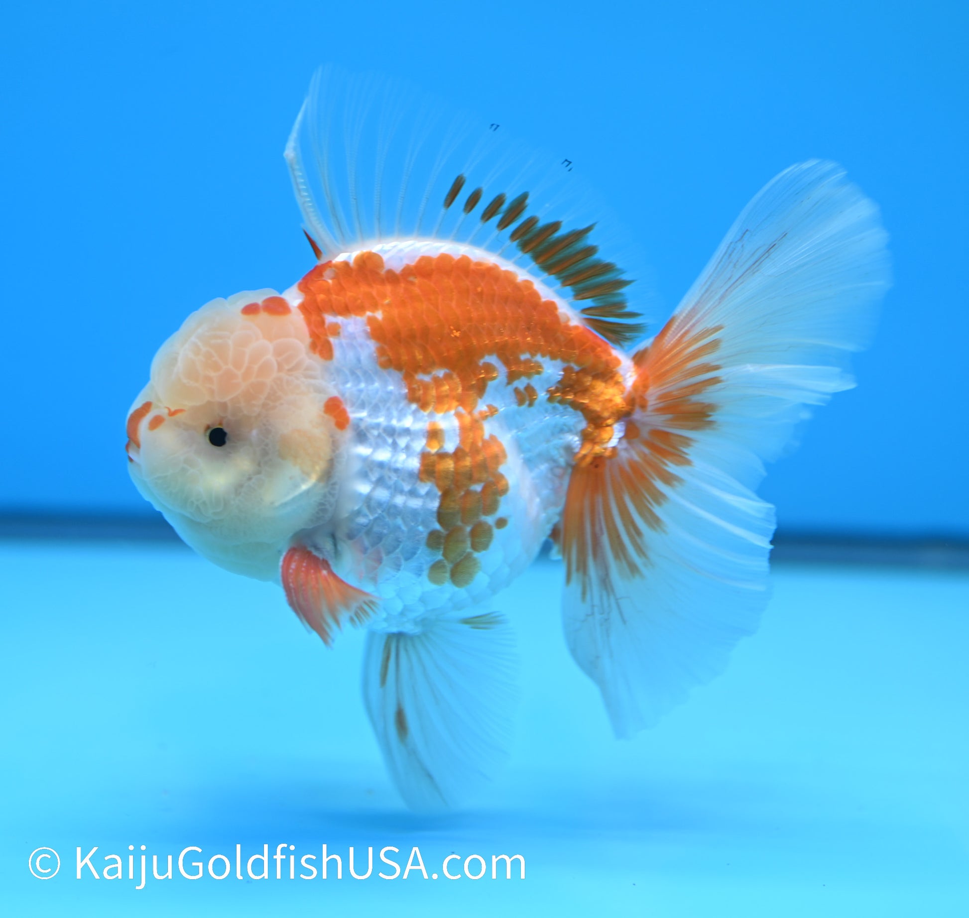 Jumbo Rose Tail Red White Oranda 5-5.5 inches (240119_OR01) - Kaiju Goldfish USA