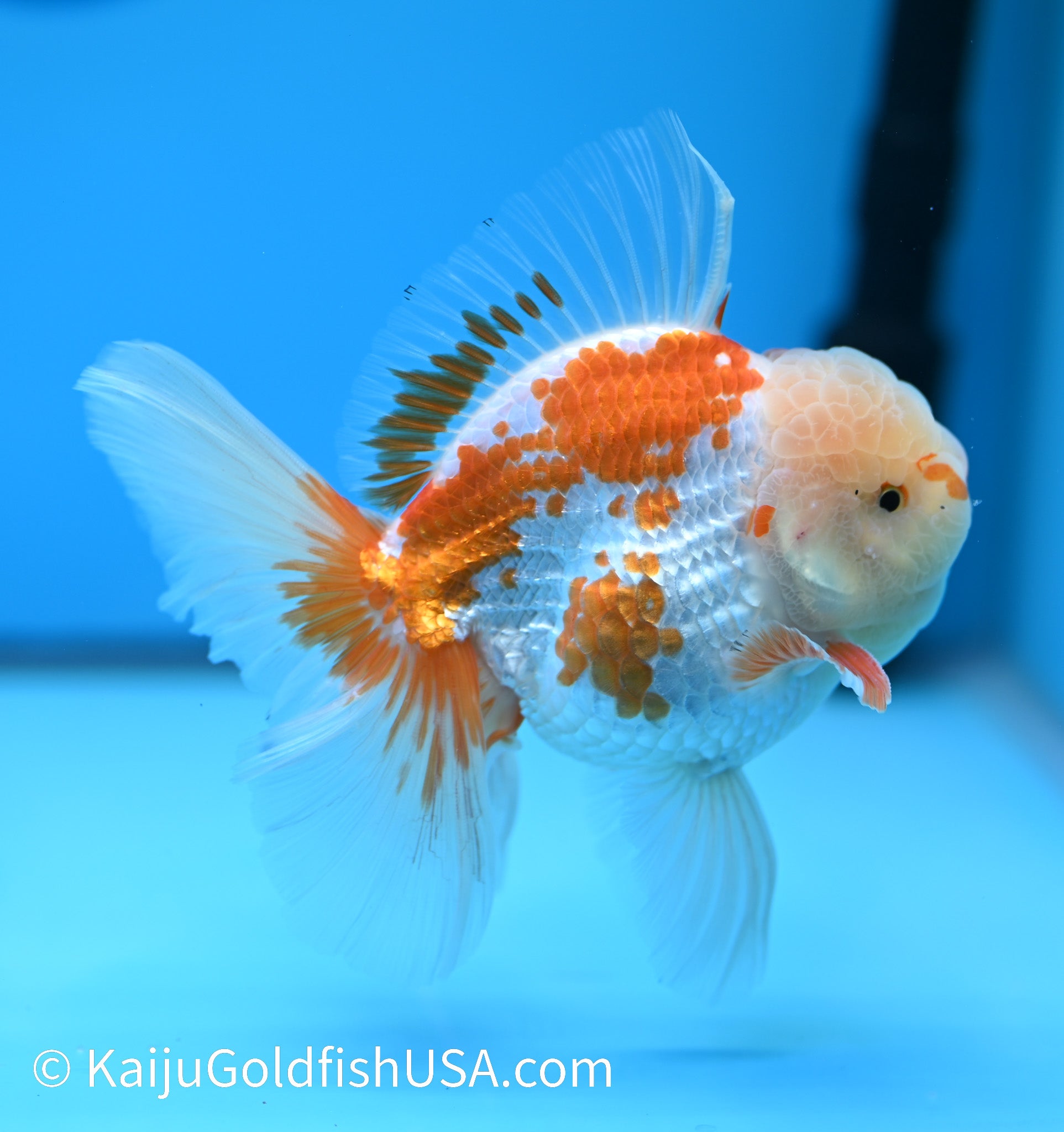 Jumbo Rose Tail Red White Oranda 5-5.5 inches (240119_OR01) - Kaiju Goldfish USA