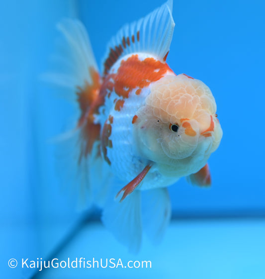 Jumbo Rose Tail Red White Oranda 5-5.5 inches (240119_OR01) - Kaiju Goldfish USA