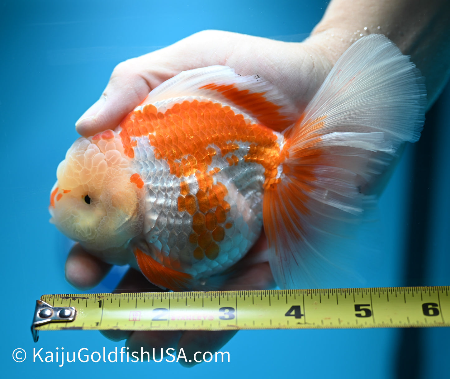 Jumbo Rose Tail Red White Oranda 5-5.5 inches (240119_OR01) - Kaiju Goldfish USA