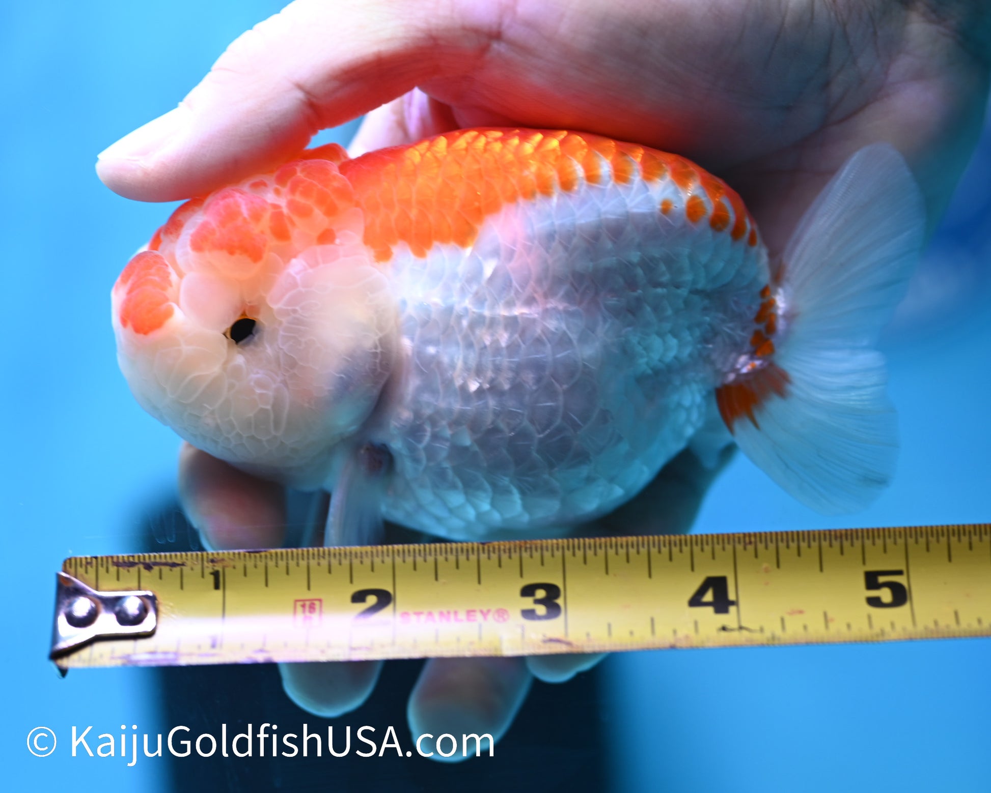 Red White Buffalo Ranchu 4.5-5 inches (240119_RC01) - Kaiju Goldfish USA