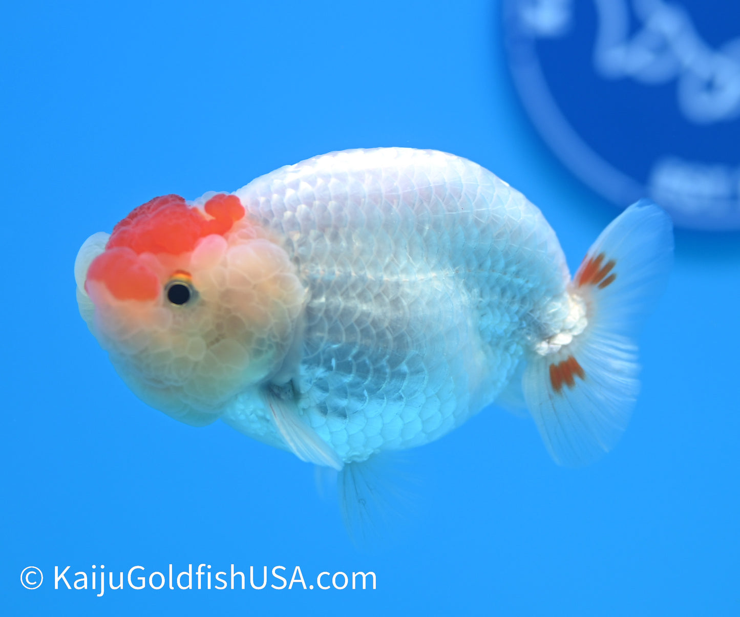 Tancho Red White Buffalo Ranchu 3.5-4 inches (240119_RC02) - Kaiju Goldfish USA