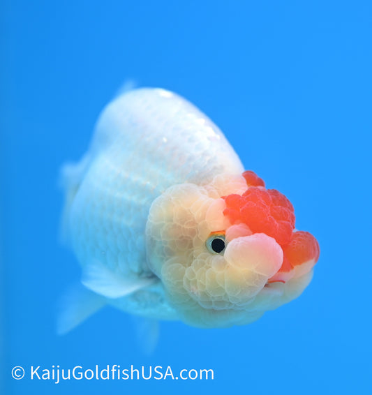 Tancho Red White Buffalo Ranchu 3.5-4 inches (240119_RC02) - Kaiju Goldfish USA