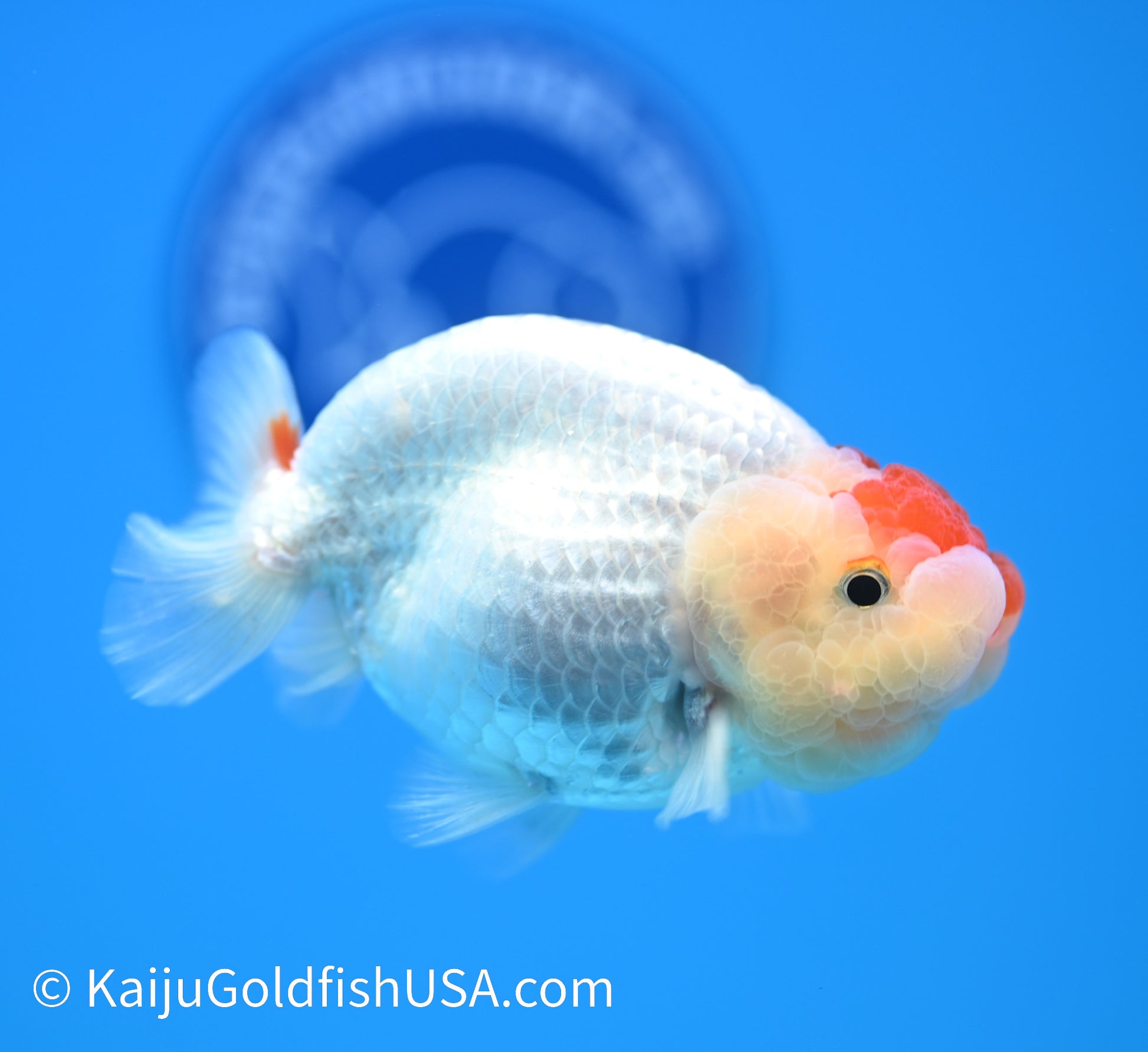 Tancho Red White Buffalo Ranchu 3.5-4 inches (240119_RC02) - Kaiju Goldfish USA