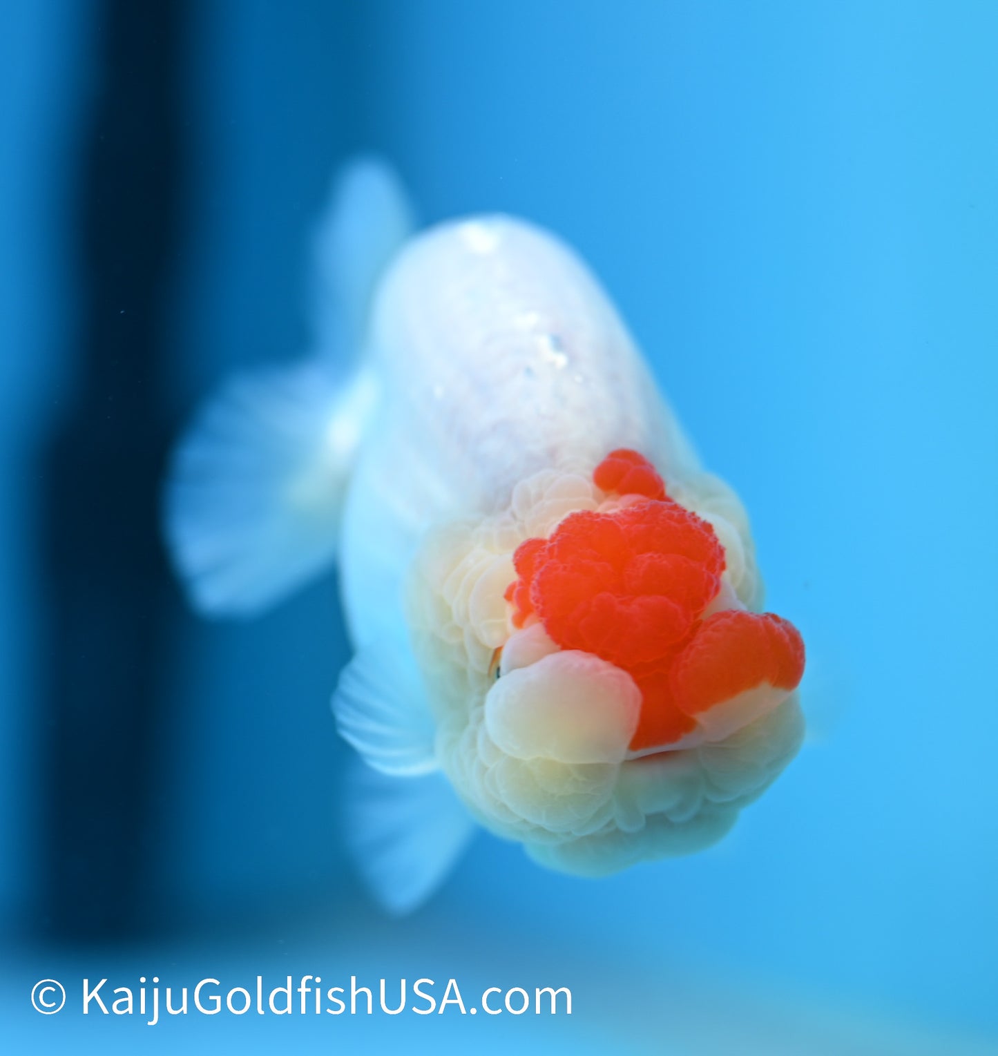 Tancho Red White Buffalo Ranchu 3.5-4 inches (240119_RC02) - Kaiju Goldfish USA