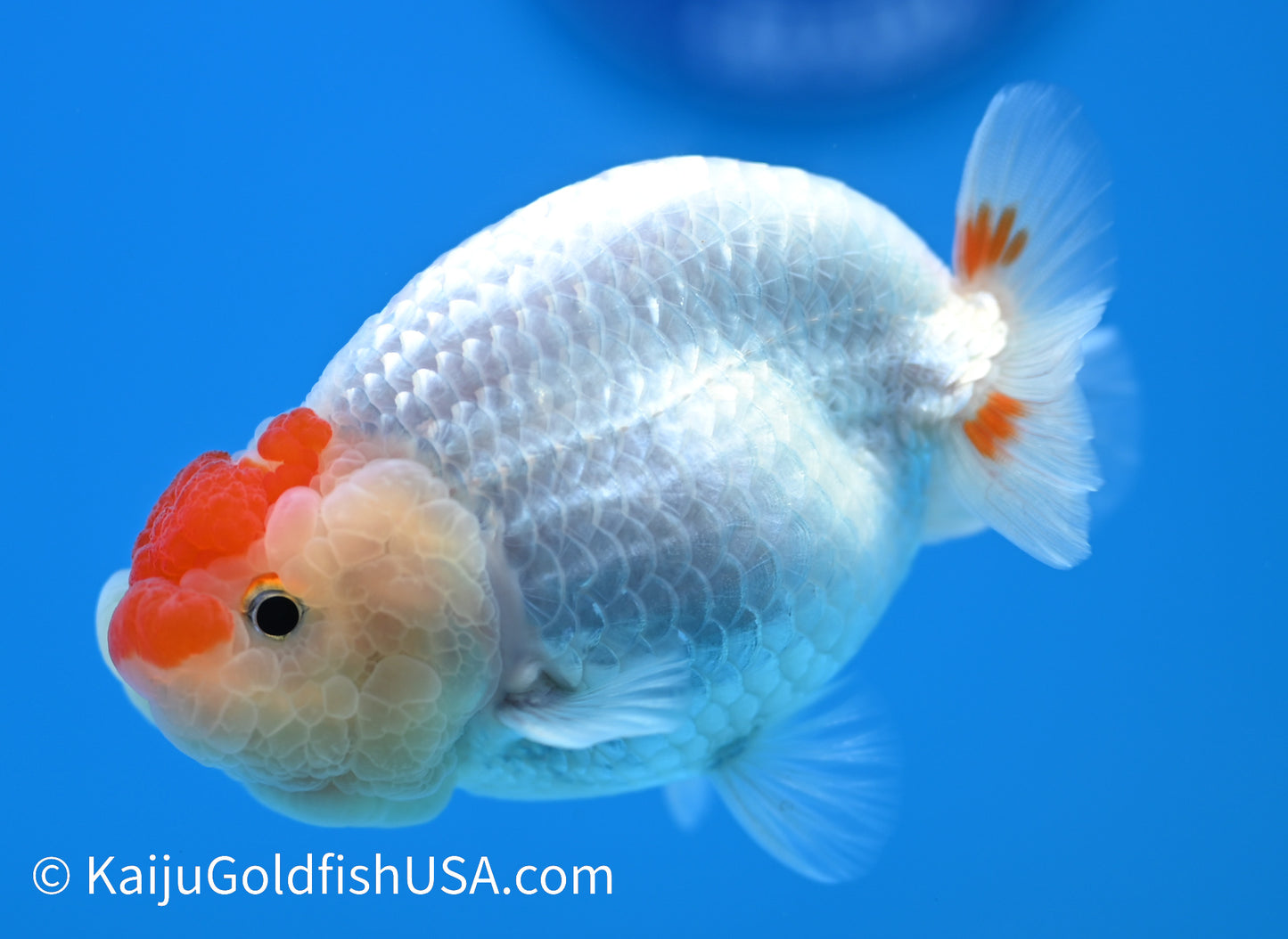 Tancho Red White Buffalo Ranchu 3.5-4 inches (240119_RC02) - Kaiju Goldfish USA