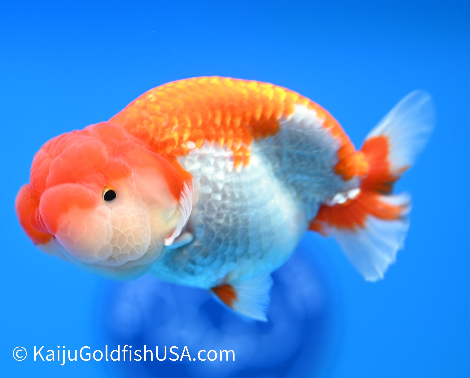 Chubby Cheeks Red White Buffalo Ranchu 4-4.5 inches (240119_RC03) - Kaiju Goldfish USA