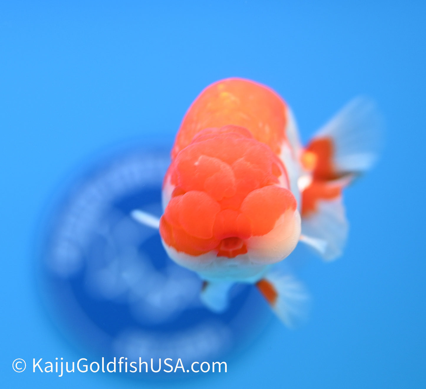 Chubby Cheeks Red White Buffalo Ranchu 4-4.5 inches (240119_RC03) - Kaiju Goldfish USA