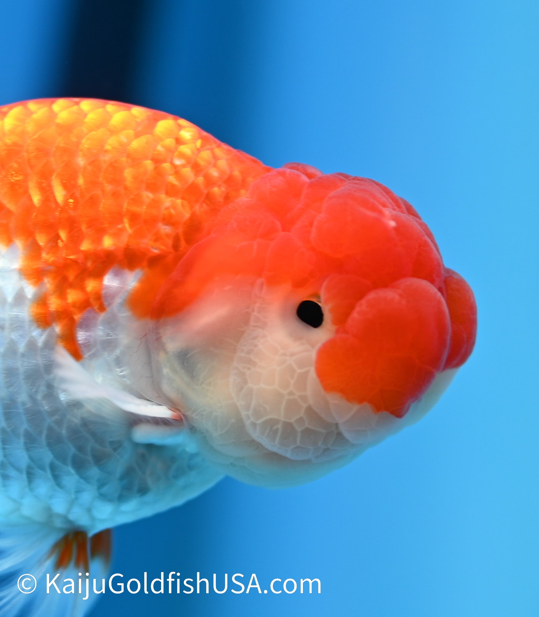 Red White Buffalo Ranchu Goldfish for Sale | Red White Buffalo Ranchu ...