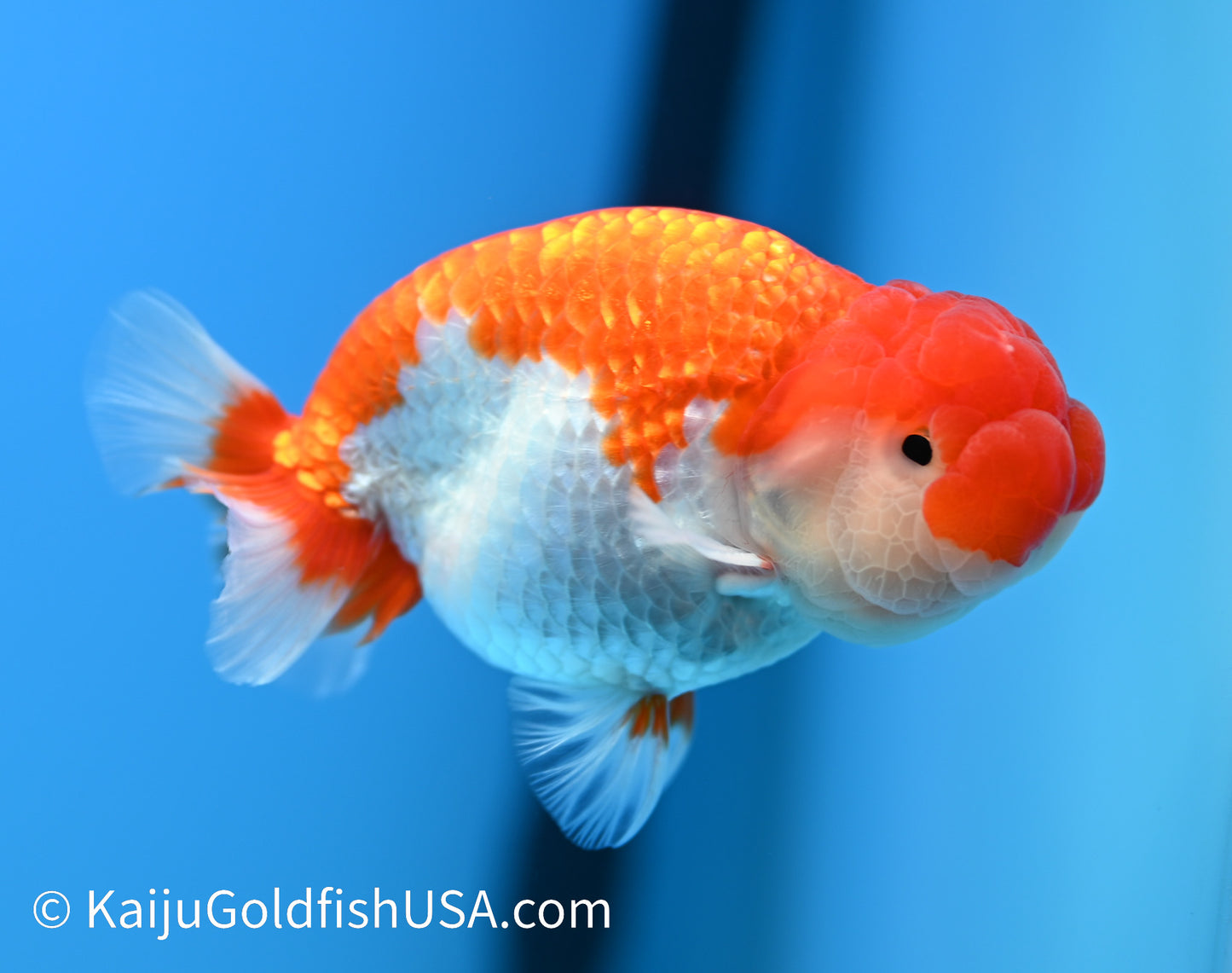 Chubby Cheeks Red White Buffalo Ranchu 4-4.5 inches (240119_RC03) - Kaiju Goldfish USA