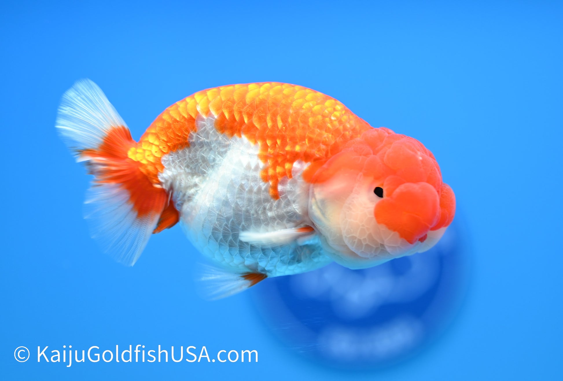 Chubby Cheeks Red White Buffalo Ranchu 4-4.5 inches (240119_RC03) - Kaiju Goldfish USA