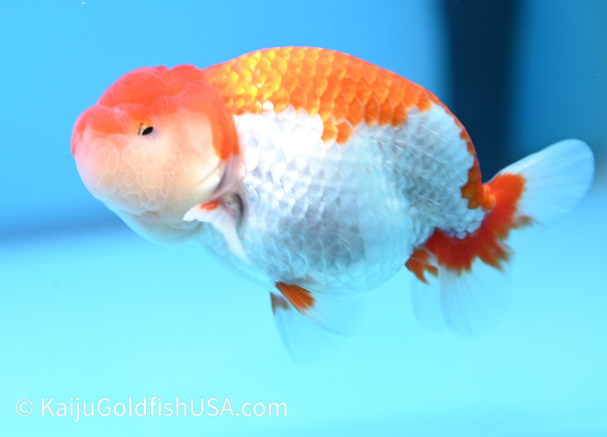 Chubby Cheeks Red White Buffalo Ranchu 4-4.5 inches (240119_RC03) - Kaiju Goldfish USA