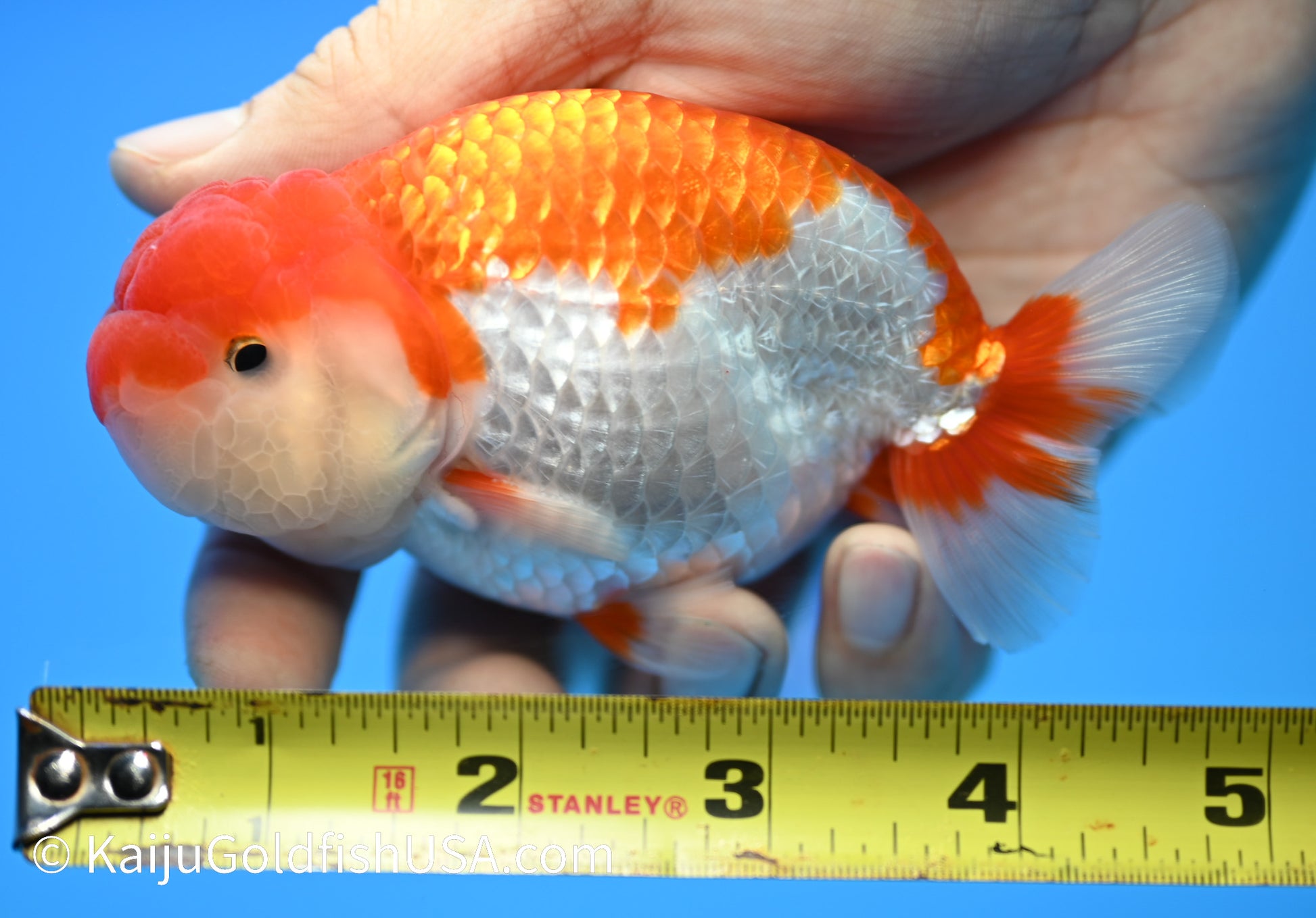 Chubby Cheeks Red White Buffalo Ranchu 4-4.5 inches (240119_RC03) - Kaiju Goldfish USA