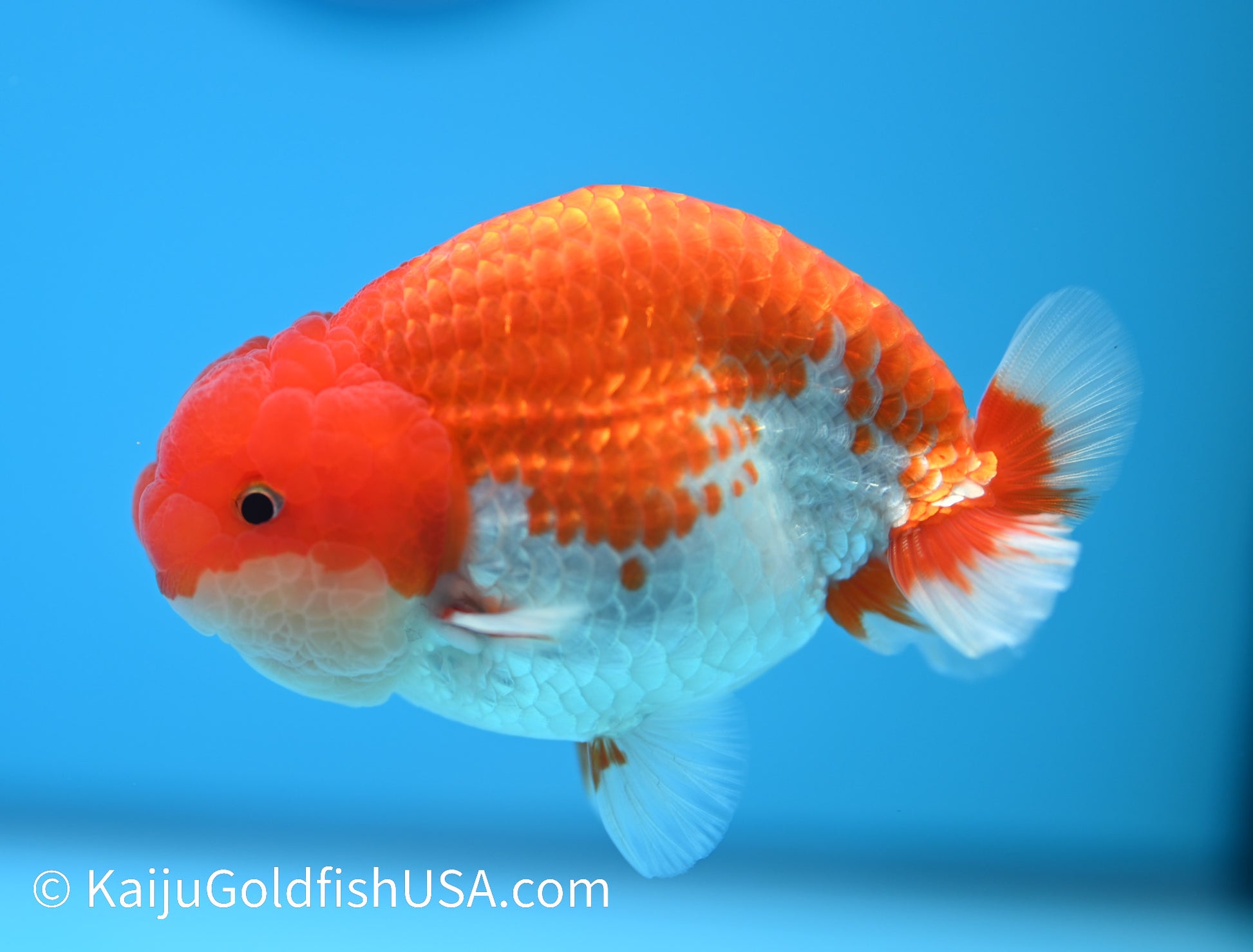 Red White Buffalo Ranchu 4-4.5 inches (240119_RC04) - Kaiju Goldfish USA