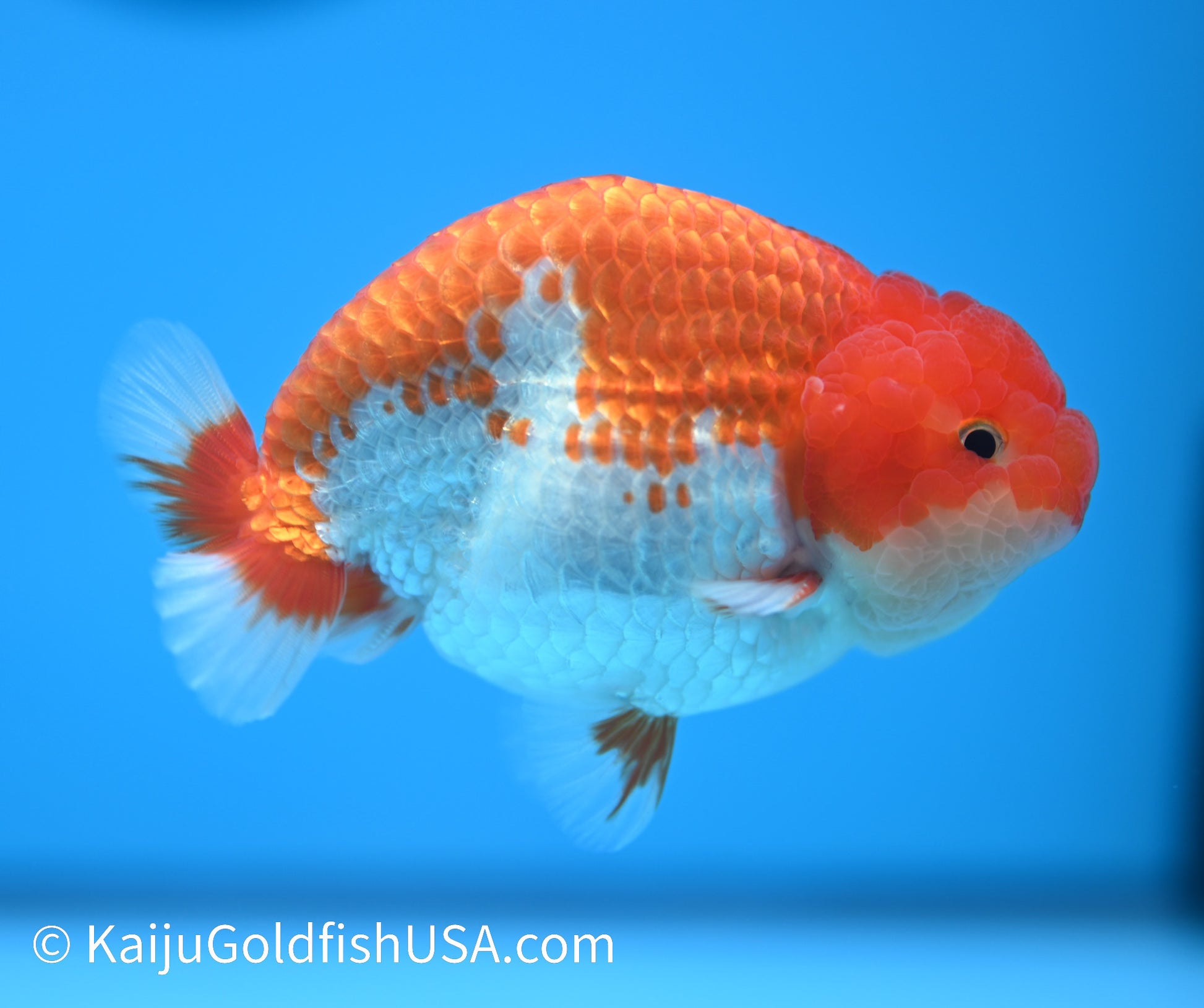 Red White Buffalo Ranchu 4-4.5 inches (240119_RC04) - Kaiju Goldfish USA