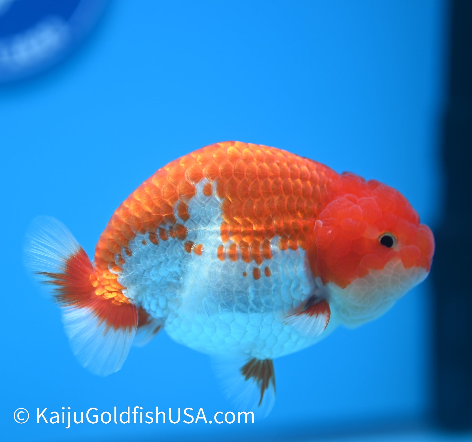 Red White Buffalo Ranchu 4-4.5 inches (240119_RC04) - Kaiju Goldfish USA