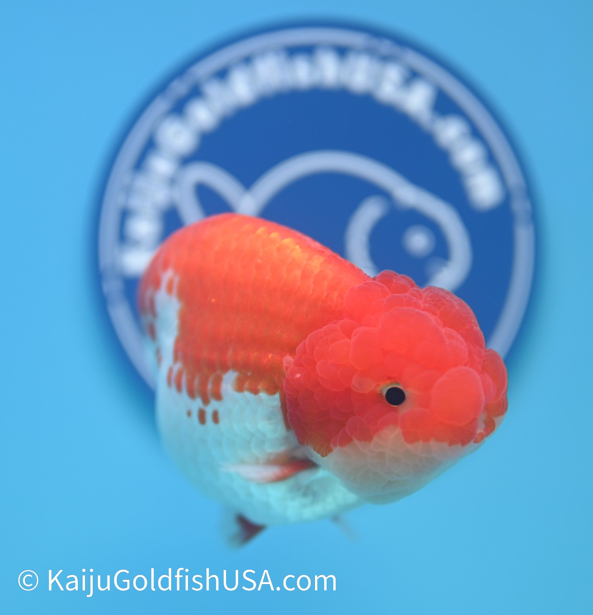 Red White Buffalo Ranchu Goldfish for Sale | Red White Buffalo Ranchu ...