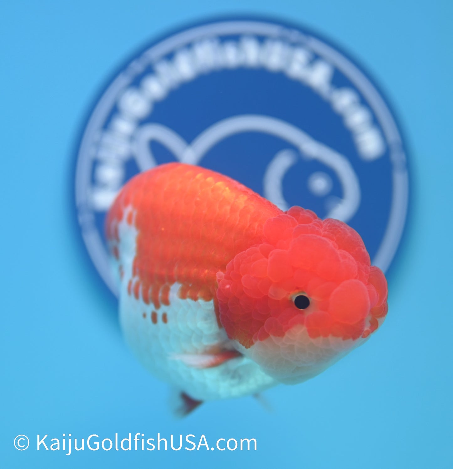 Red White Buffalo Ranchu 4-4.5 inches (240119_RC04) - Kaiju Goldfish USA