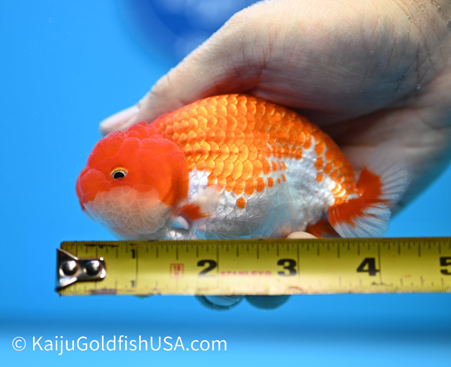 Red White Buffalo Ranchu 4-4.5 inches (240119_RC04) - Kaiju Goldfish USA