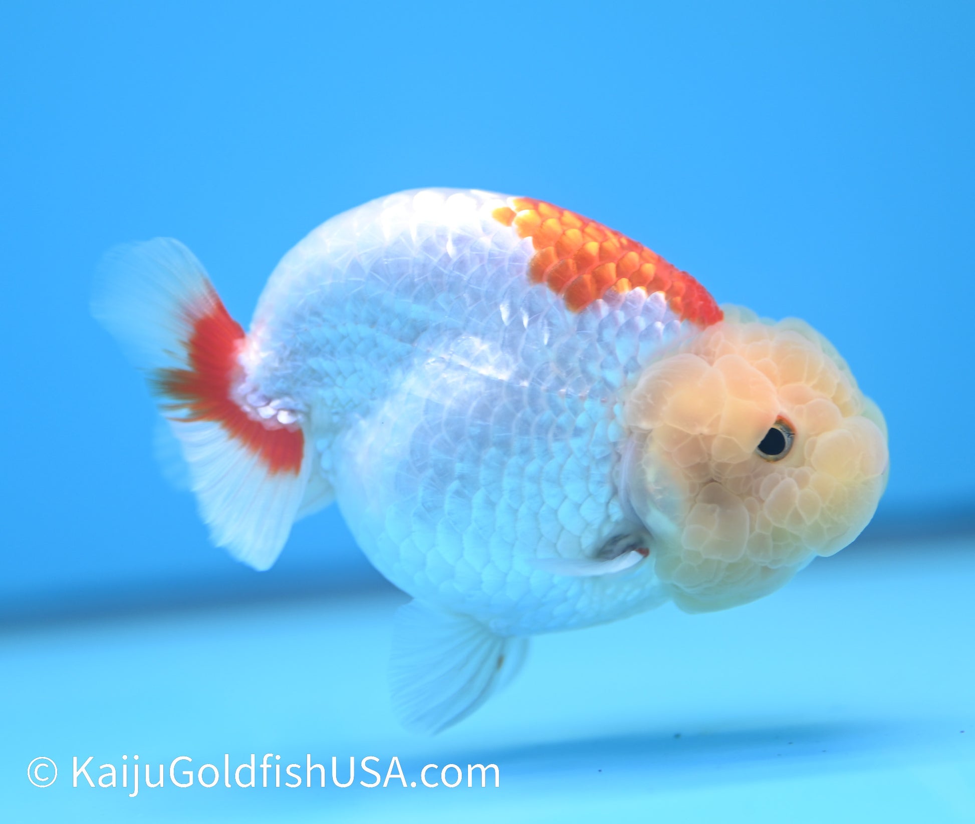 Lemon Head Red White Buffalo Ranchu 4-4.5 inches (240119_RC05) - Kaiju Goldfish USA