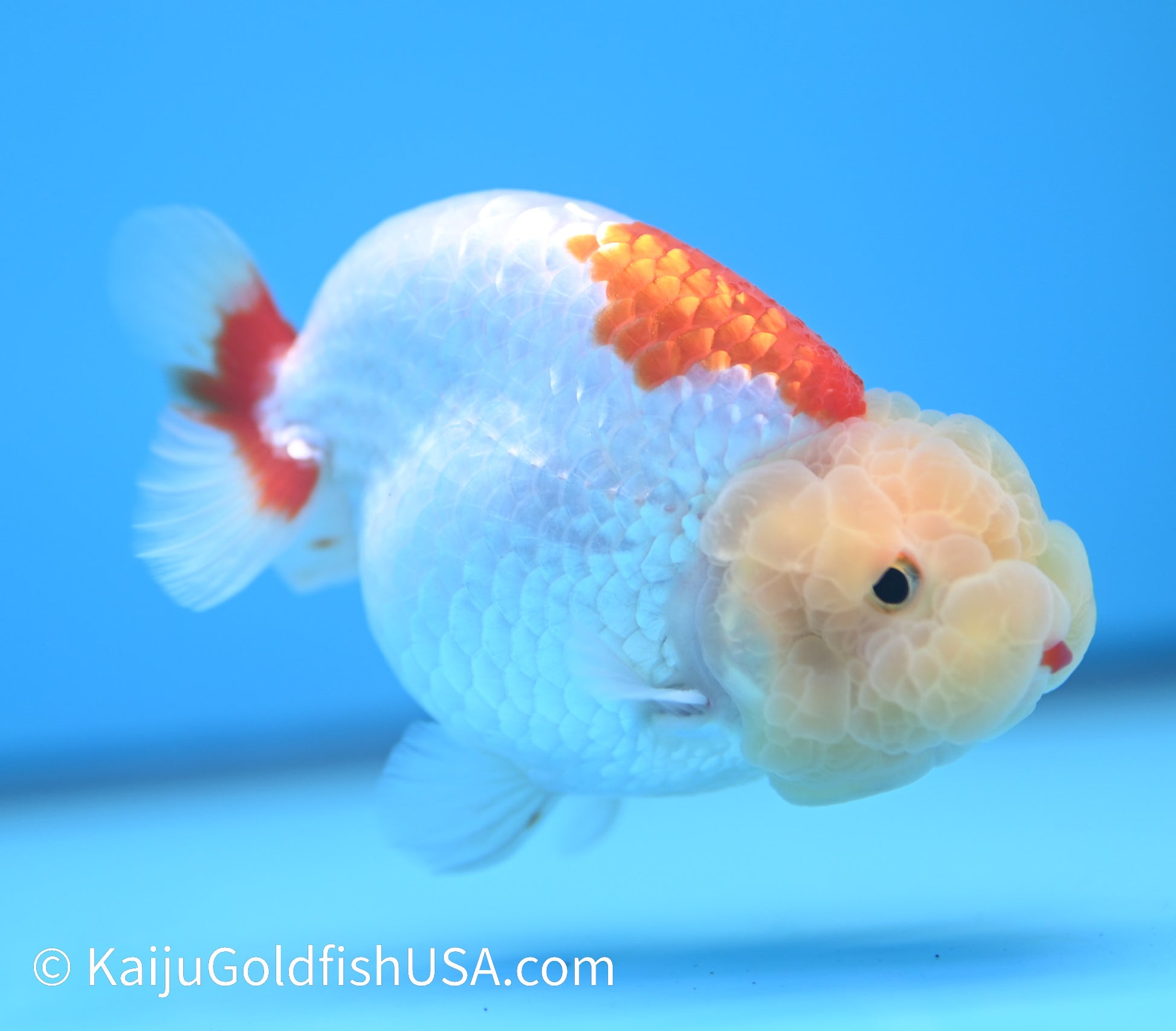 Lemon Head Red White Buffalo Ranchu 4-4.5 inches (240119_RC05) - Kaiju Goldfish USA