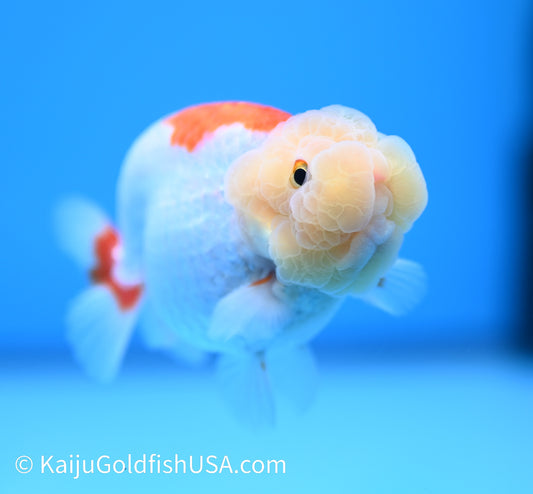 Lemon Head Red White Buffalo Ranchu 4-4.5 inches (240119_RC05) - Kaiju Goldfish USA