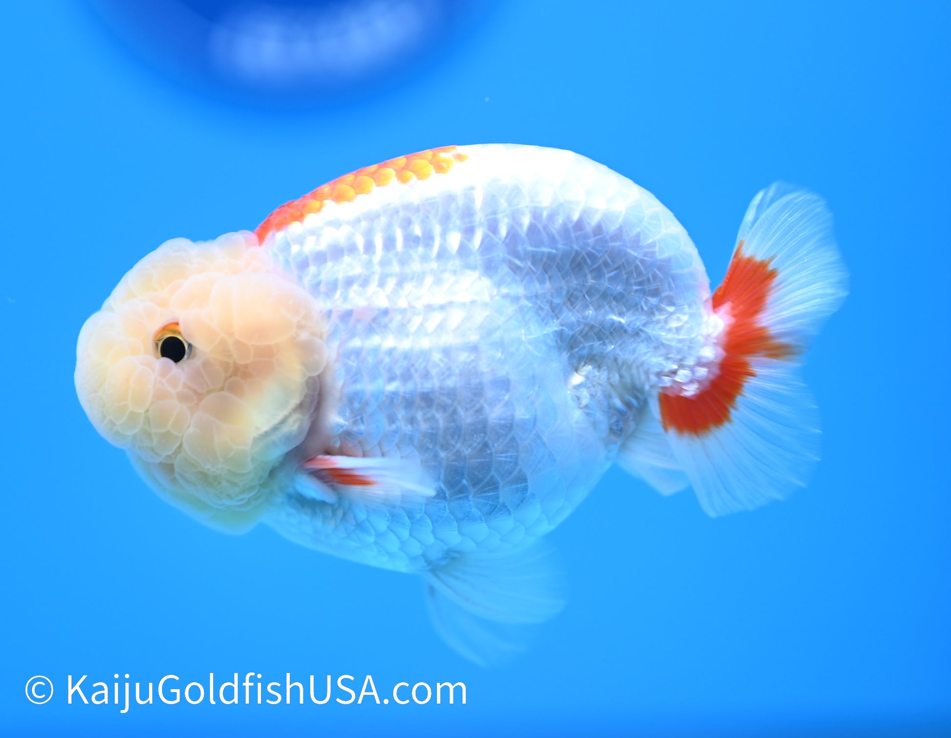 Lemon Head Red White Buffalo Ranchu 4-4.5 inches (240119_RC05) - Kaiju Goldfish USA