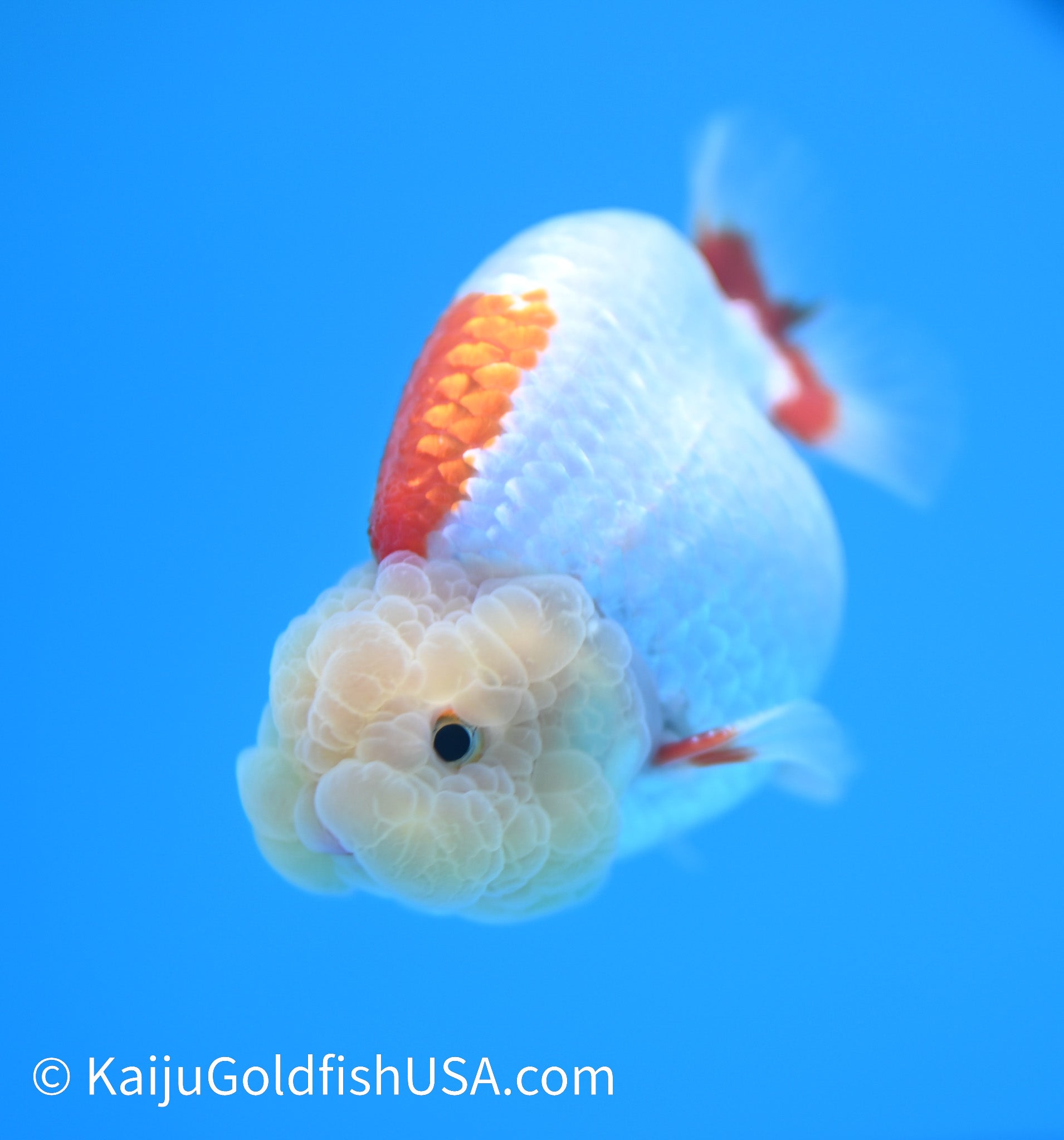 Lemon Head Red White Buffalo Ranchu 4-4.5 inches (240119_RC05) - Kaiju Goldfish USA